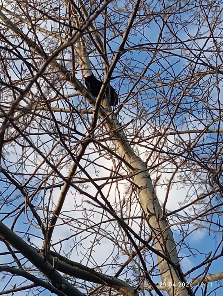 Найдена кошка в Нижнем Тагиле — фото объявления