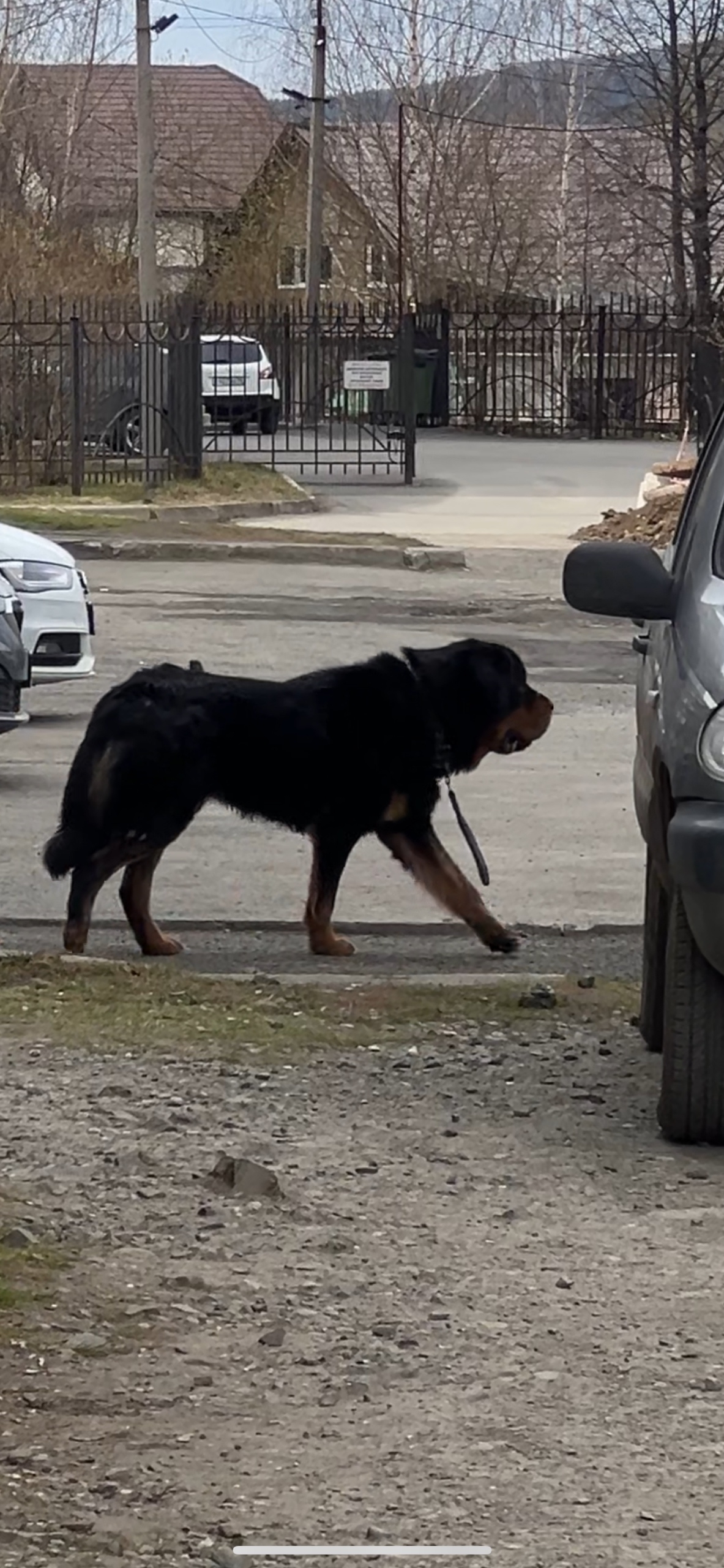 Объявление о питомце в Нижнем Тагиле — фото объявления