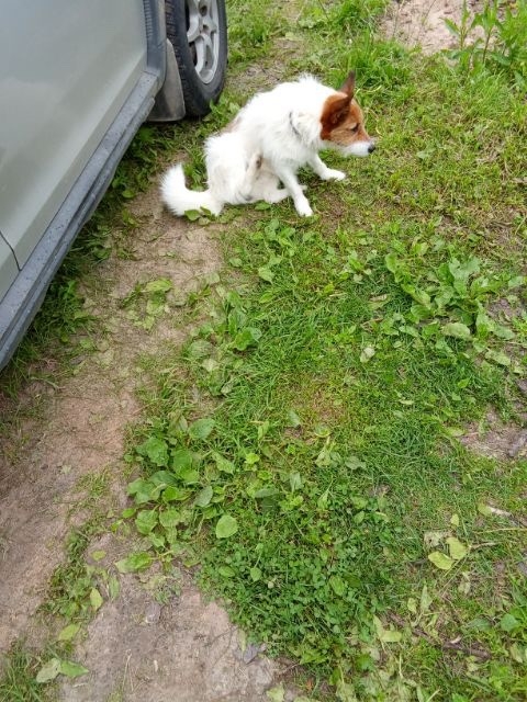 Пропала собака в Череповце — фото объявления