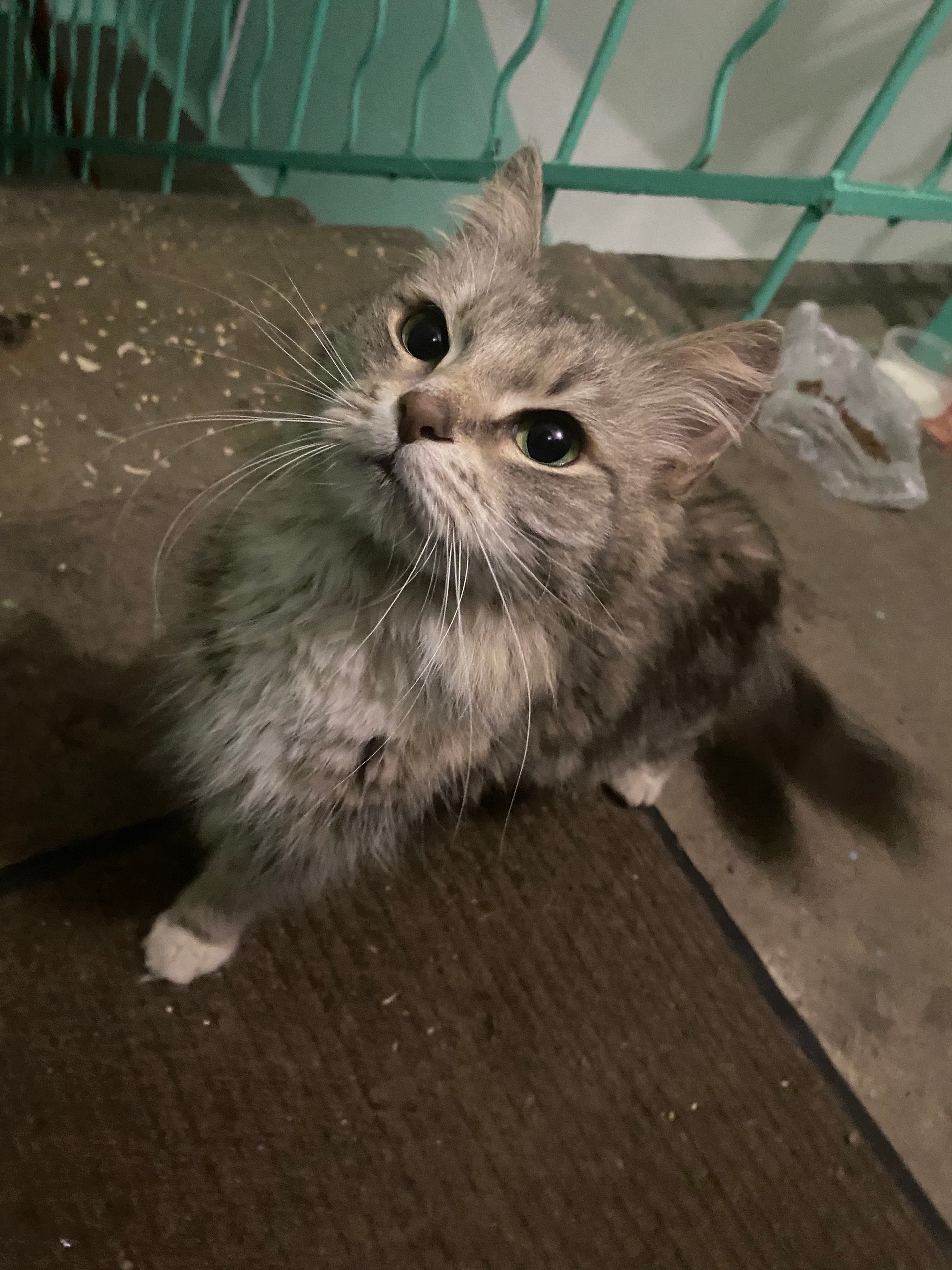 Пропала кошка в Череповце — фото объявления