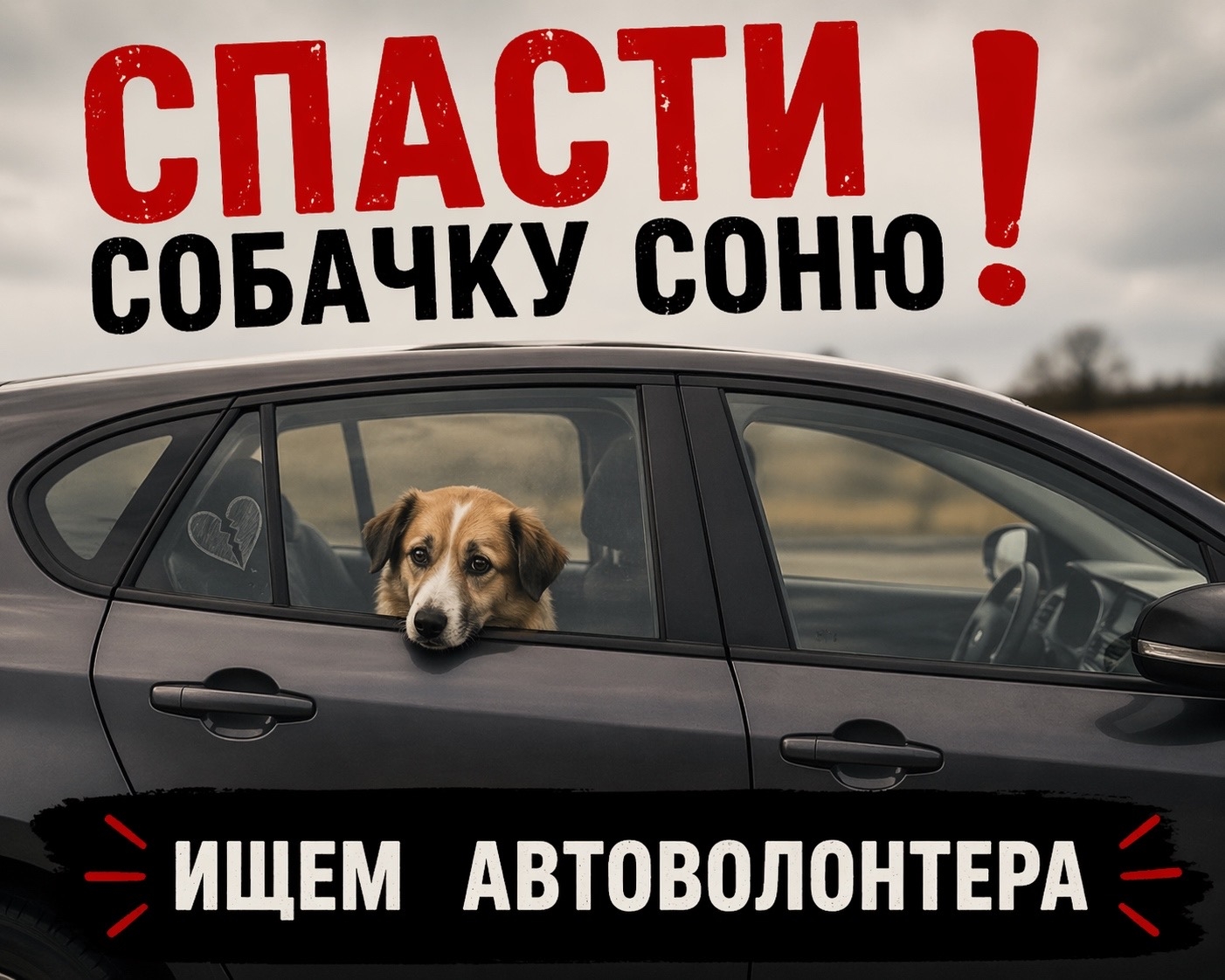 Пропала собака в Кургане — Приют «Потеряшки»🐾