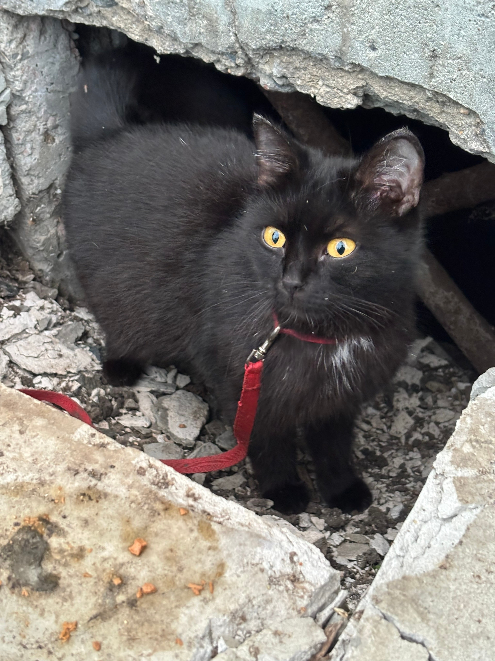 Пропала кошка в Кургане — фото объявления