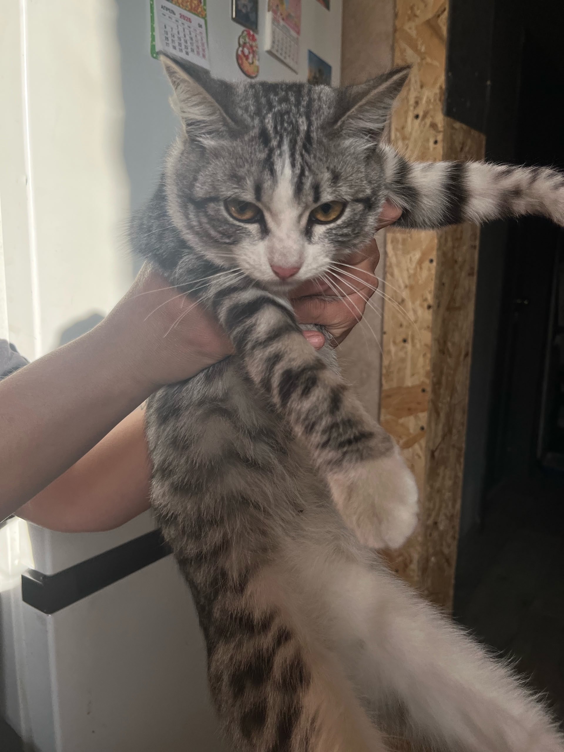 Найдена кошка в Кургане — фото объявления