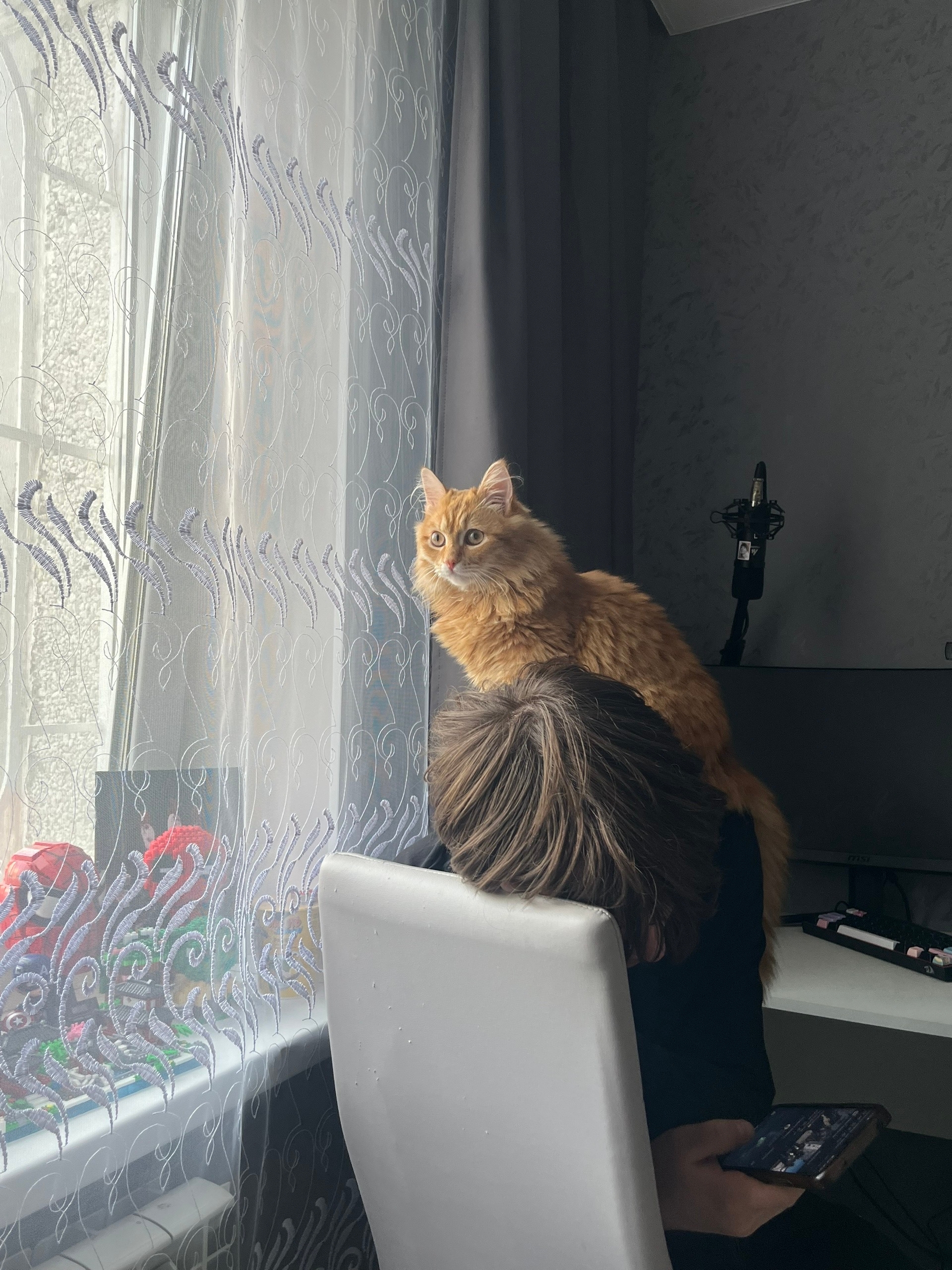 Пропала кошка в Кургане — фото объявления