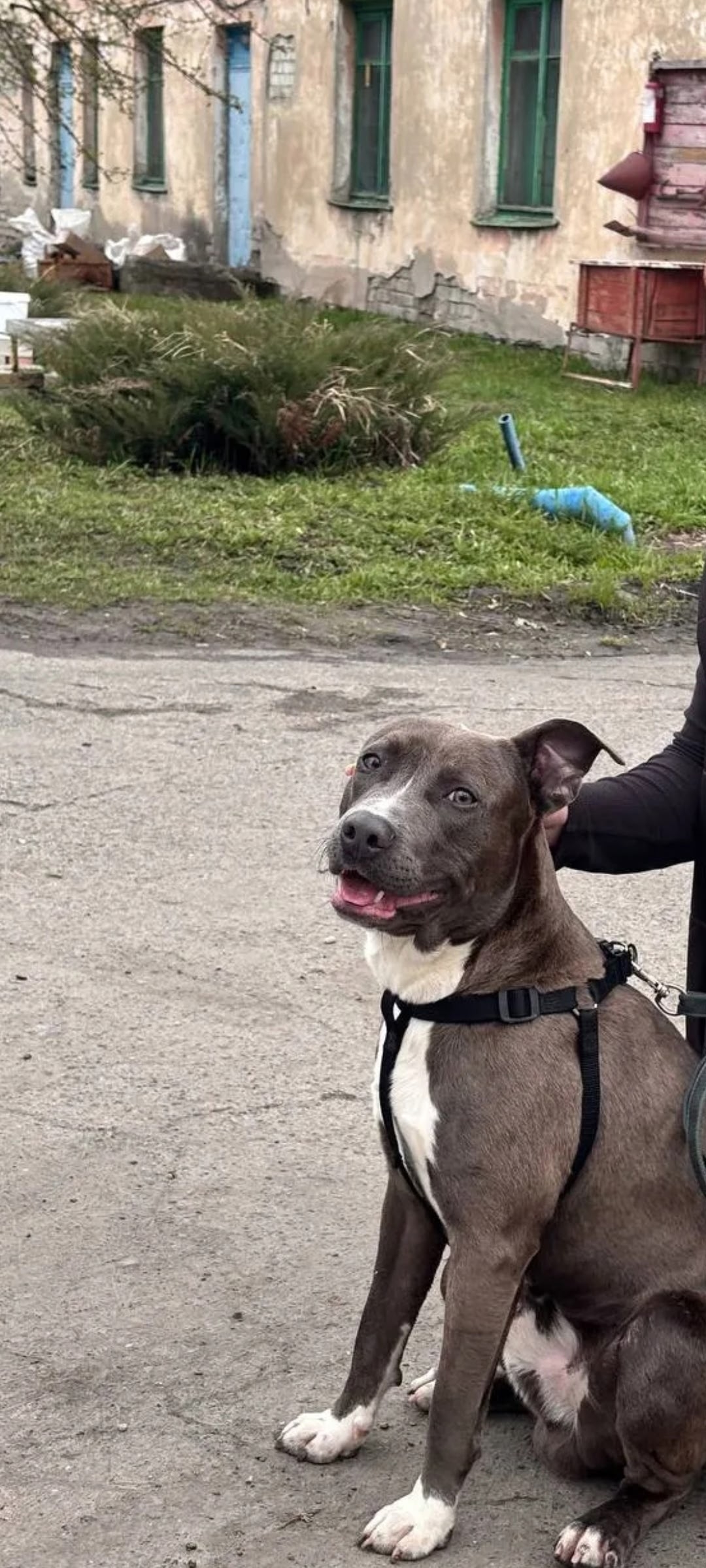 Найдена собака в Кургане — фото объявления