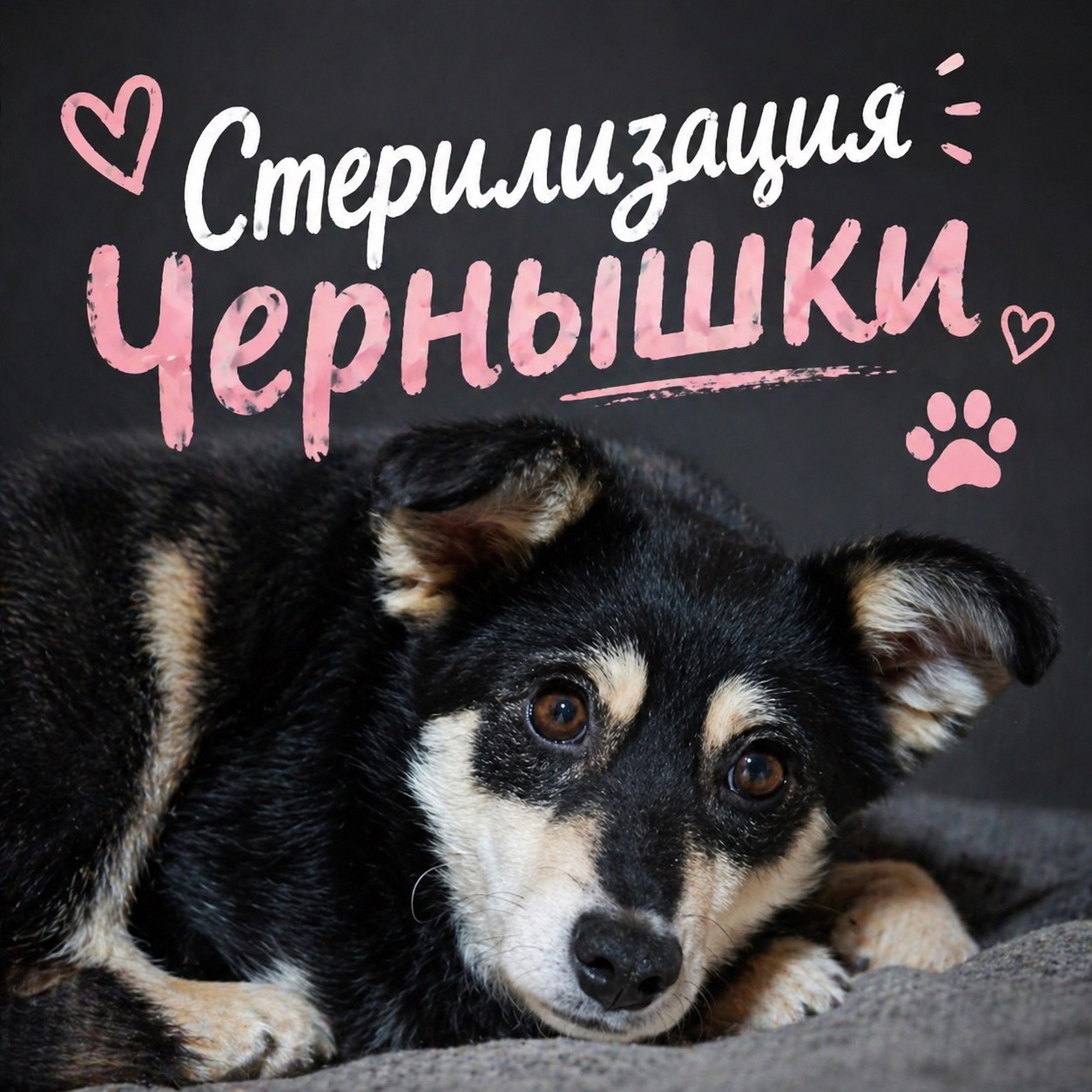 Пропала собака в Кургане — фото объявления