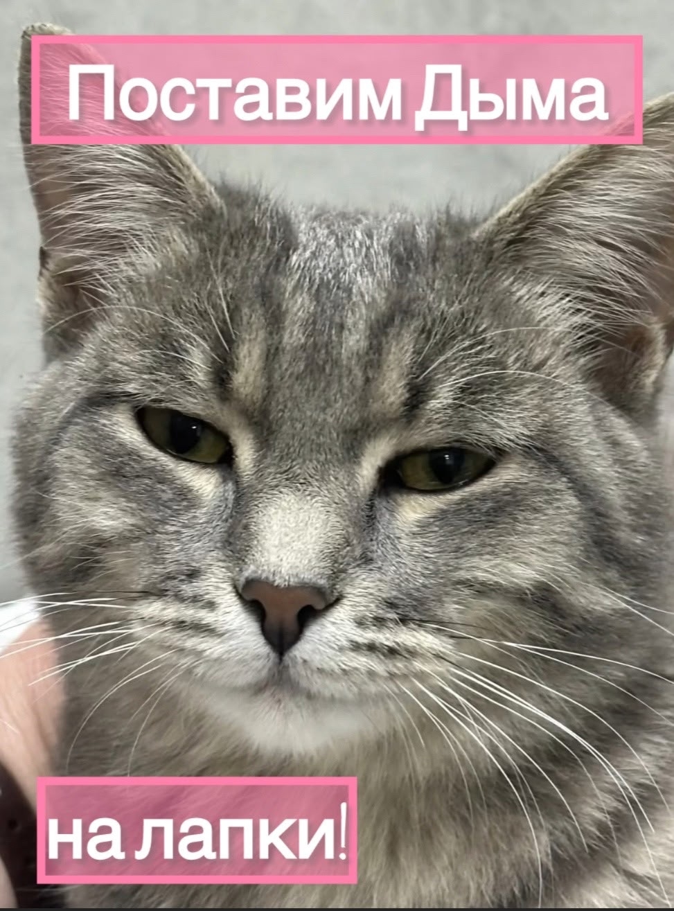 Найдена кошка в Кургане — фото объявления