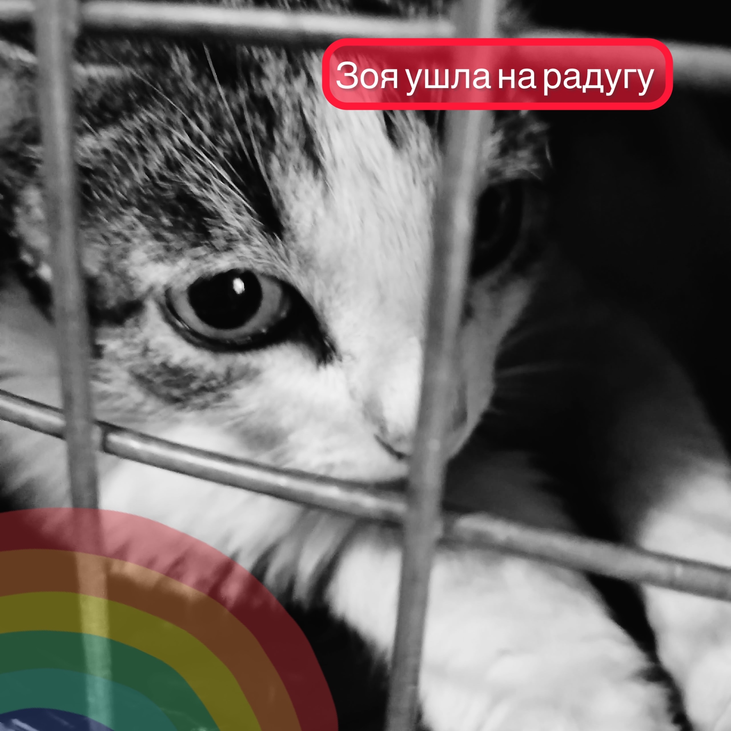 Объявление о питомце в Кургане — фото объявления