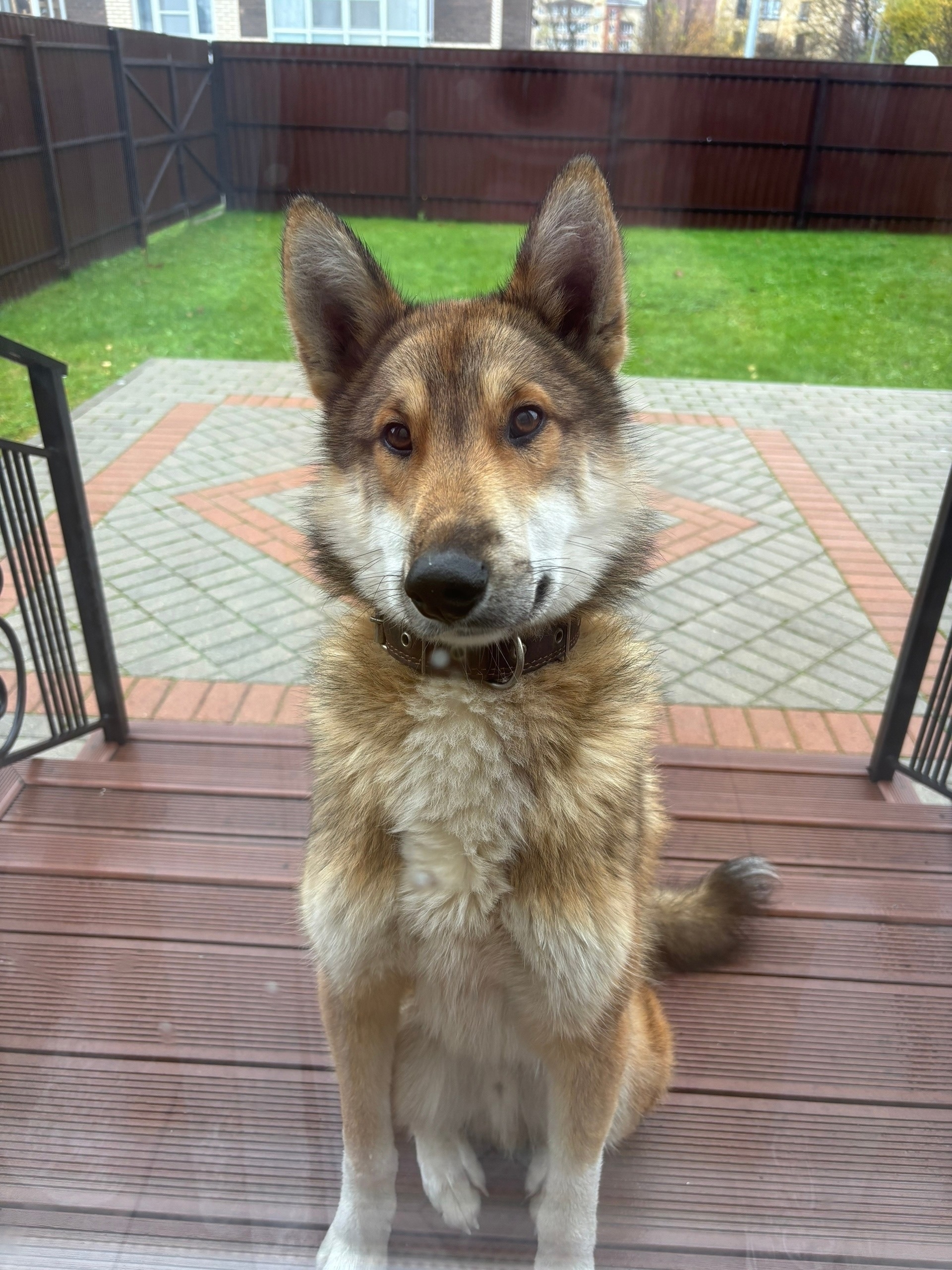 Найдена собака в Вологде — фото объявления