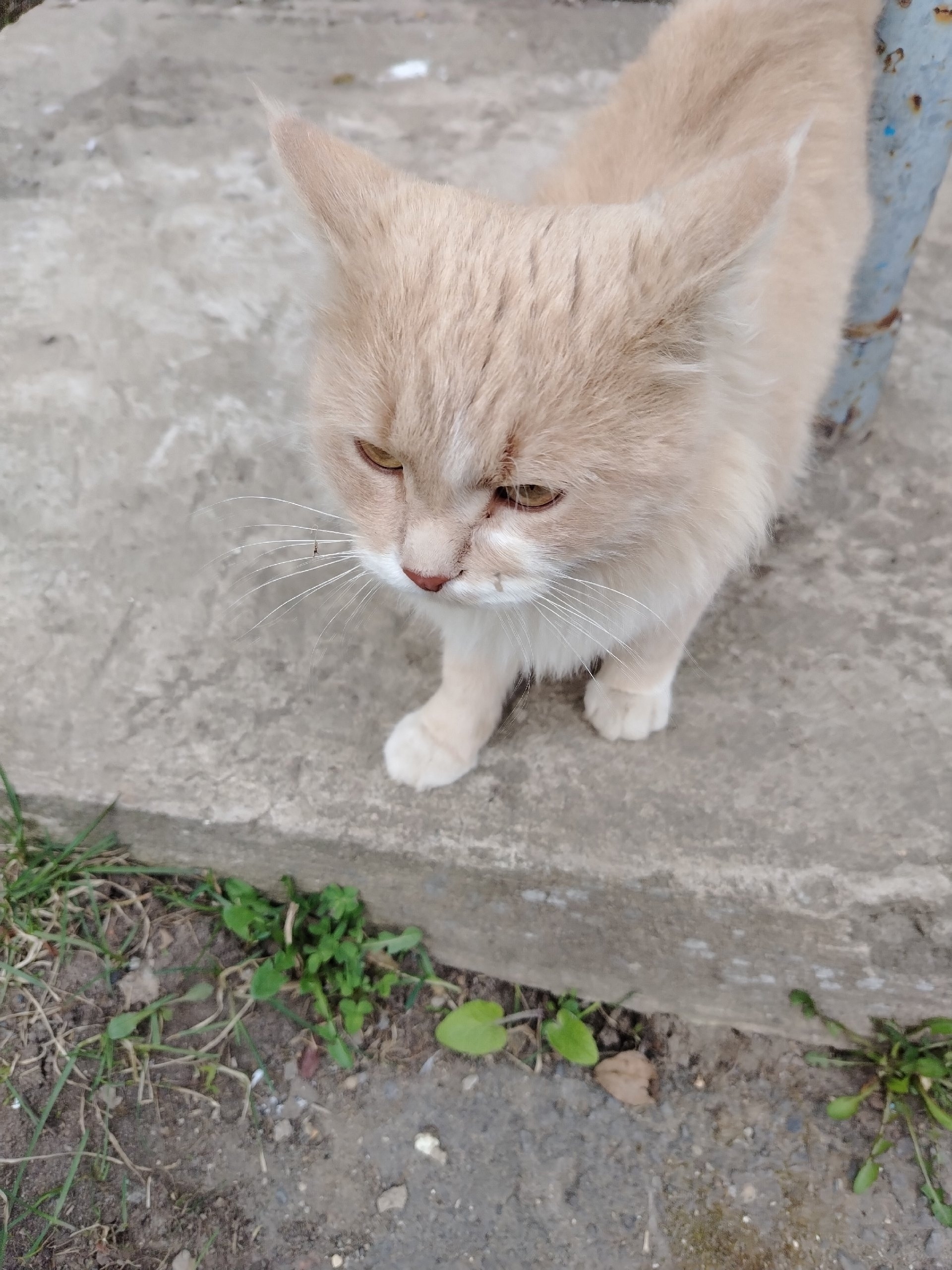 Пропала кошка в Вологде — фото объявления