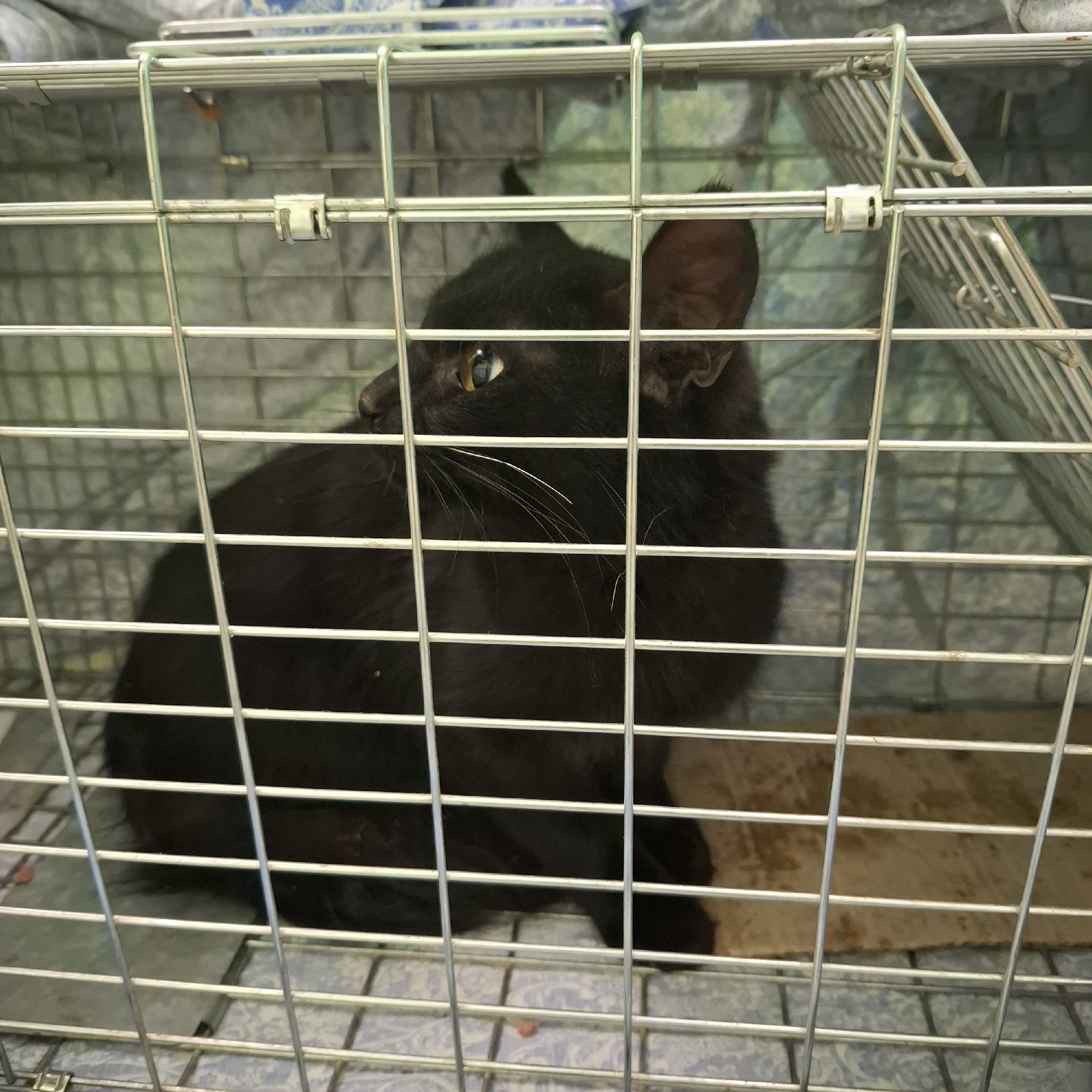 Найдена собака в Вологде — фото объявления