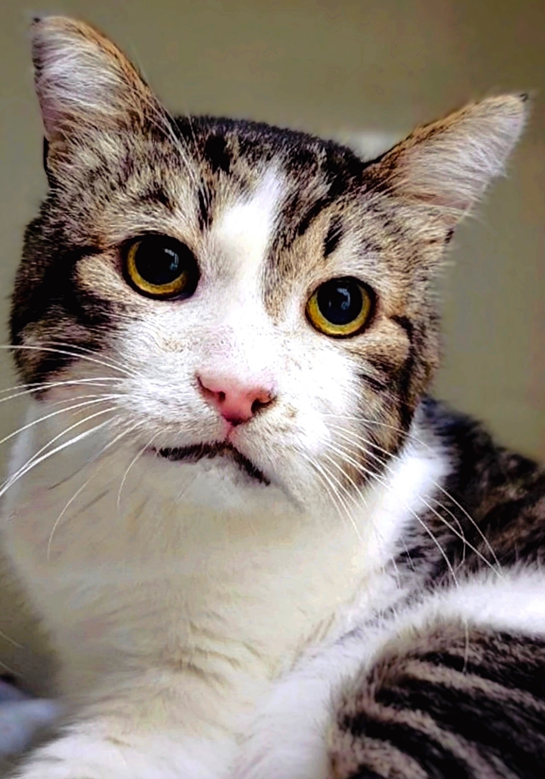 Найдена кошка в Вологде — фото объявления