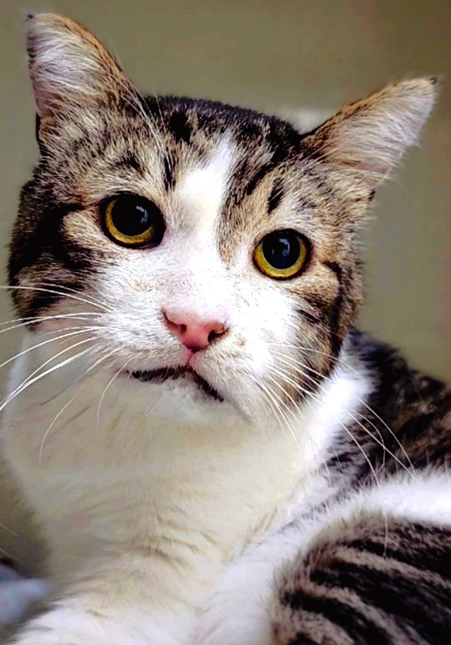 Объявление о питомце в Вологде — фото объявления