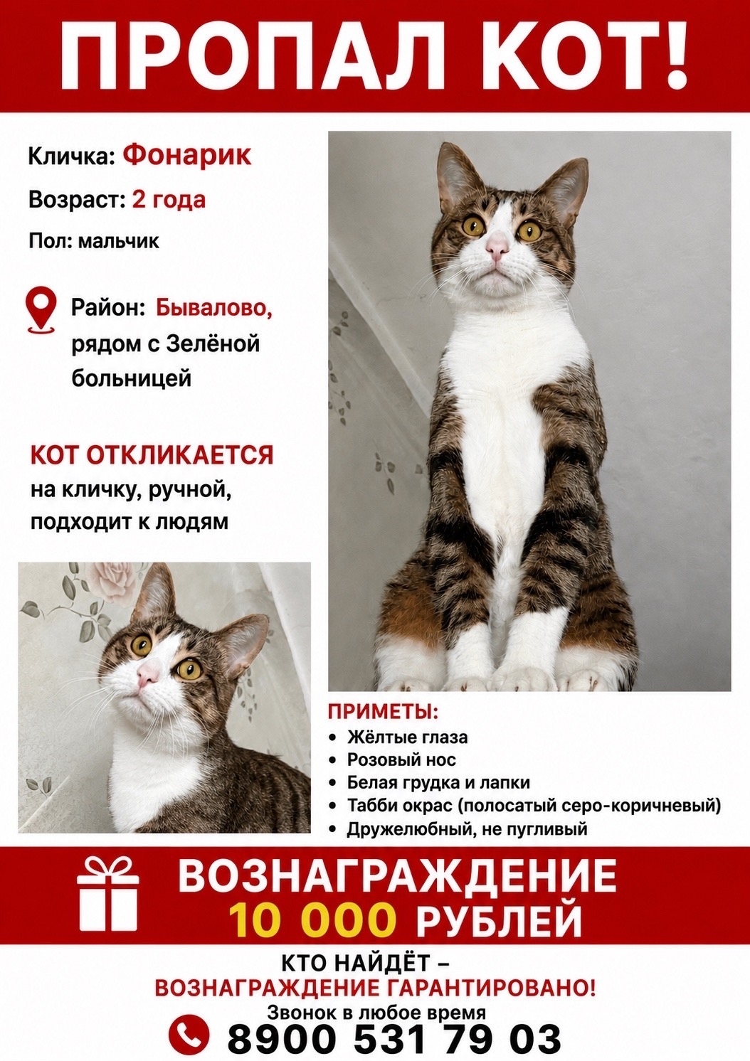 Объявление о питомце в Вологде — фото объявления