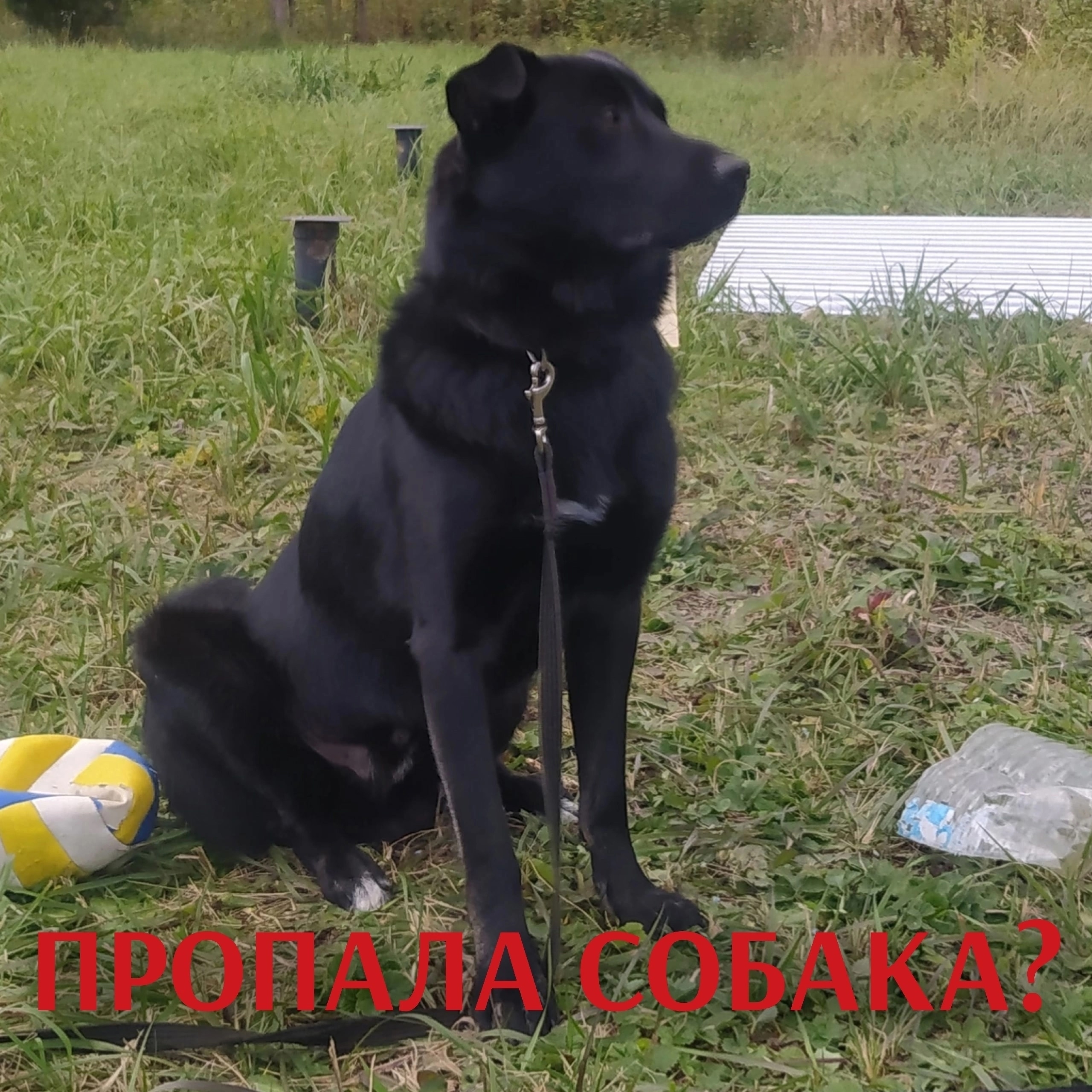 Найдена собака в Вологде — фото объявления