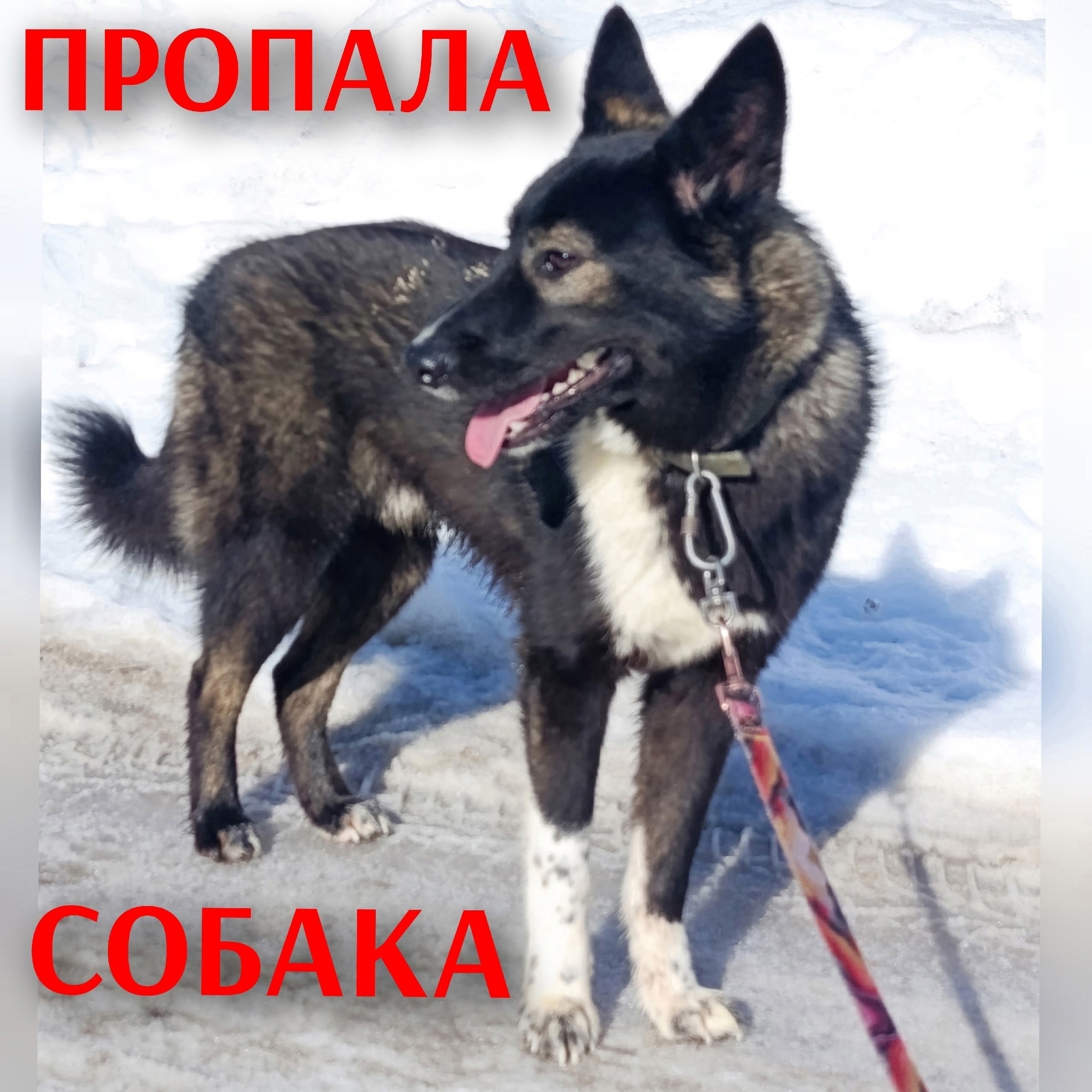 Найденная собака в Вологде Найдена собака в Вологде — фото объявления