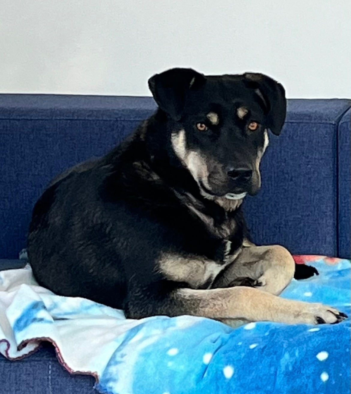 Пропала собака в Саранске — фото объявления