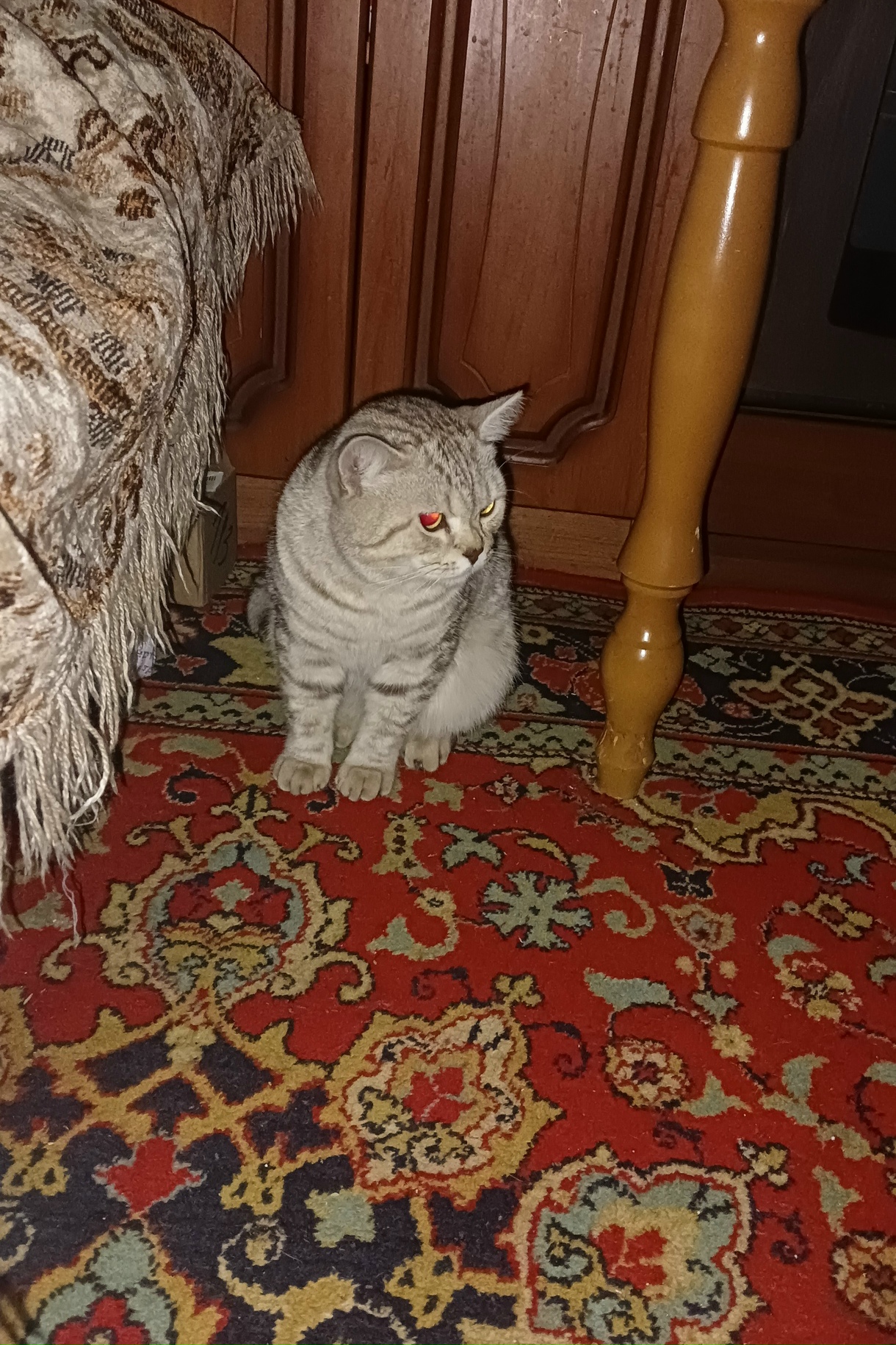 Найдена кошка в Саранске — фото объявления