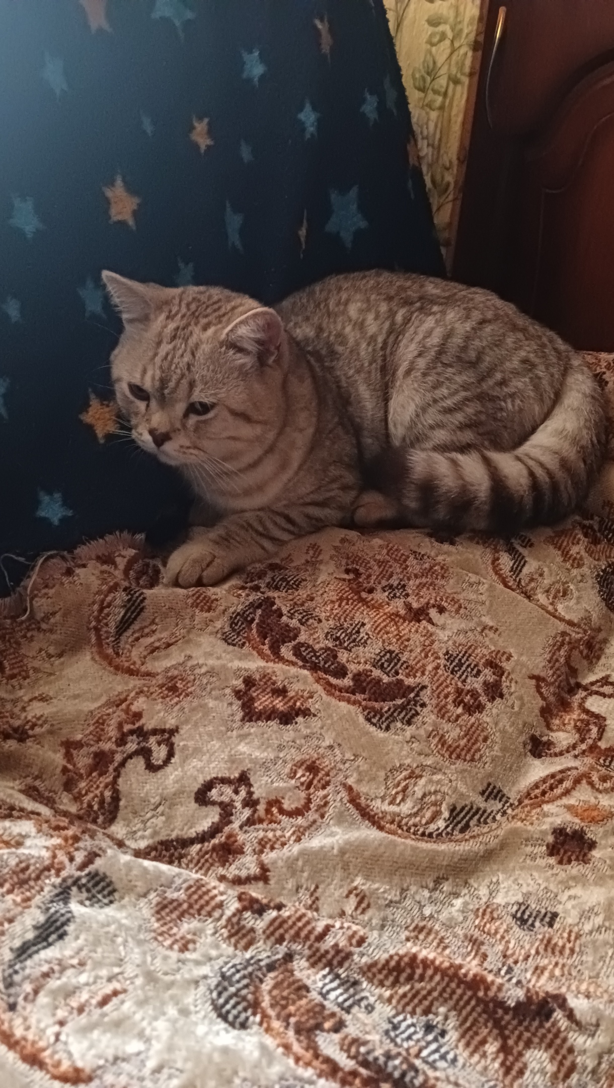 Объявление о питомце в Саранске — фото объявления