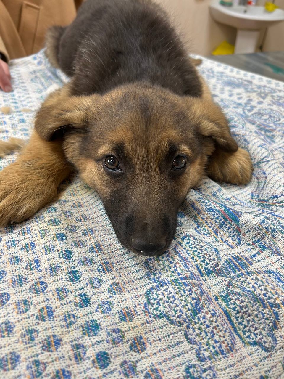 Пропала собака в Саранске — фото объявления