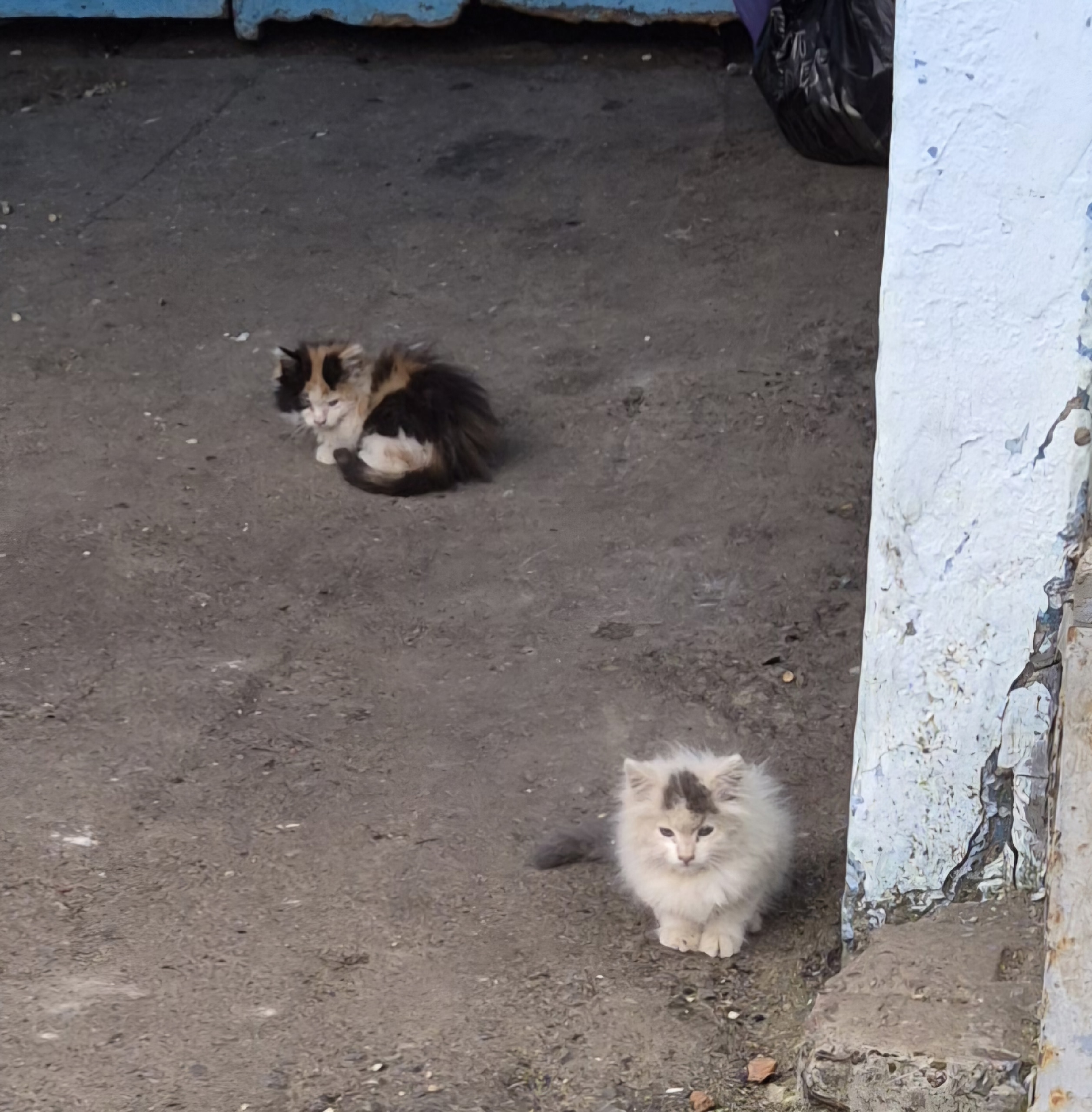 Найдена кошка в Саранске — фото объявления