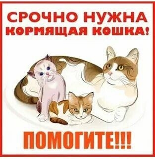 Найдена кошка в Саранске — фото объявления
