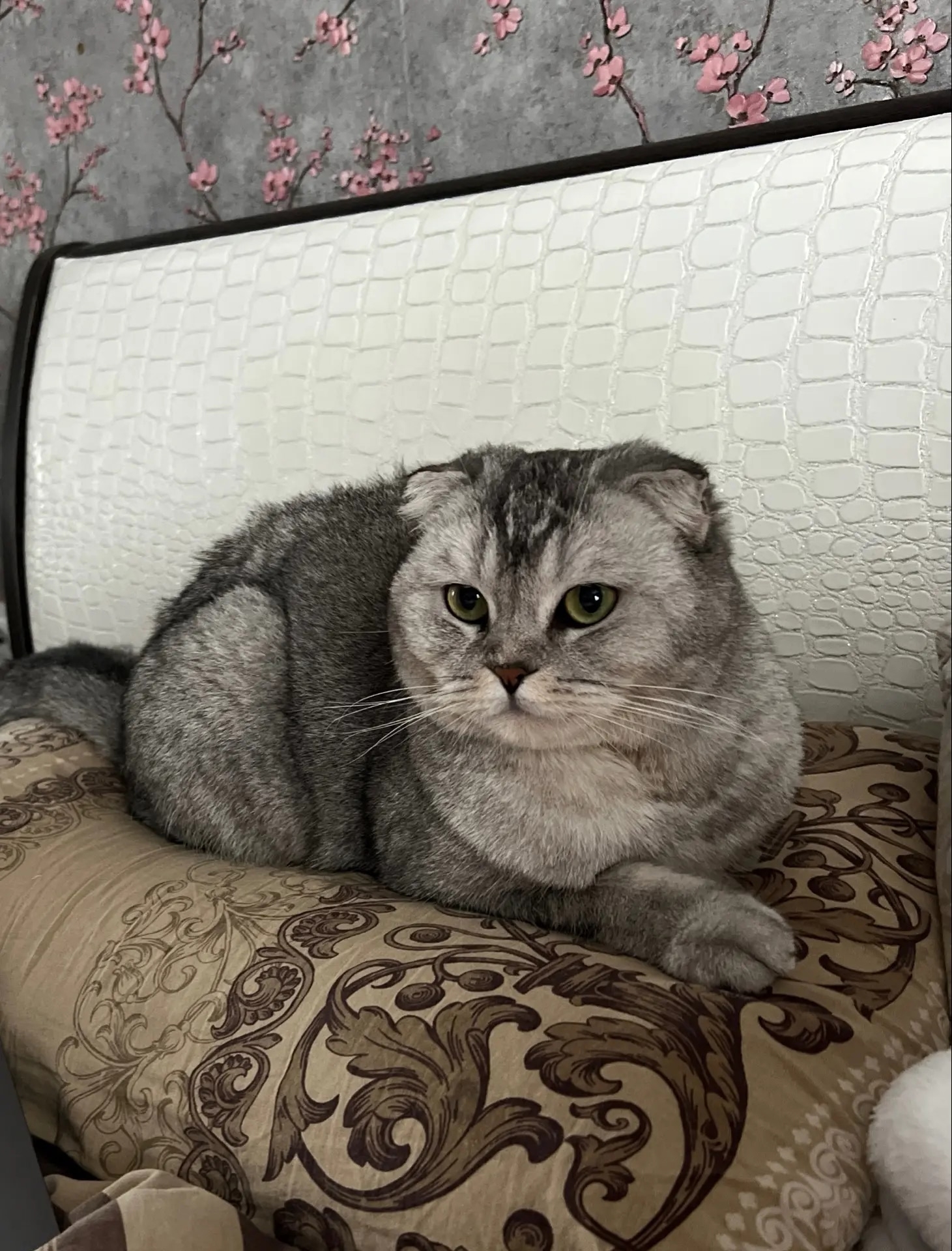 Найденная кошка в Саранске Найдена кошка в Саранске — фото объявления