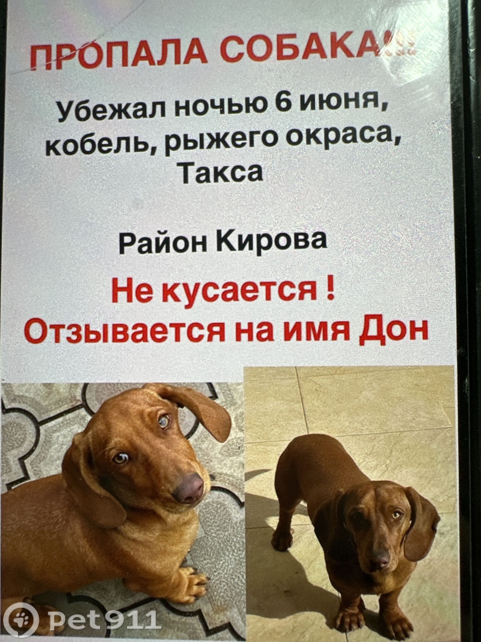 Найденная собака в Нальчике Найдена собака в Нальчике — фото объявления