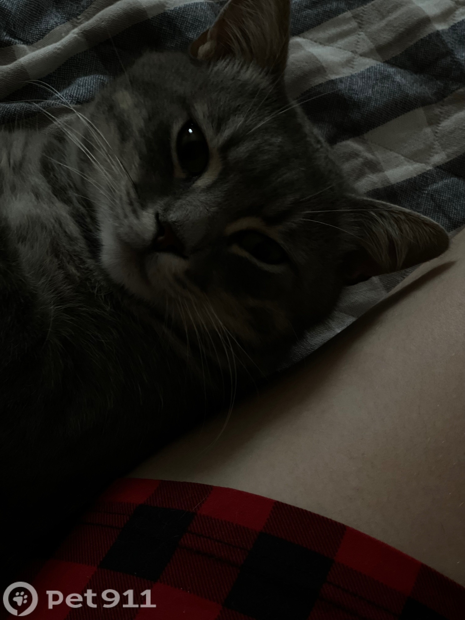 Пропала кошка в Нальчике — фото объявления