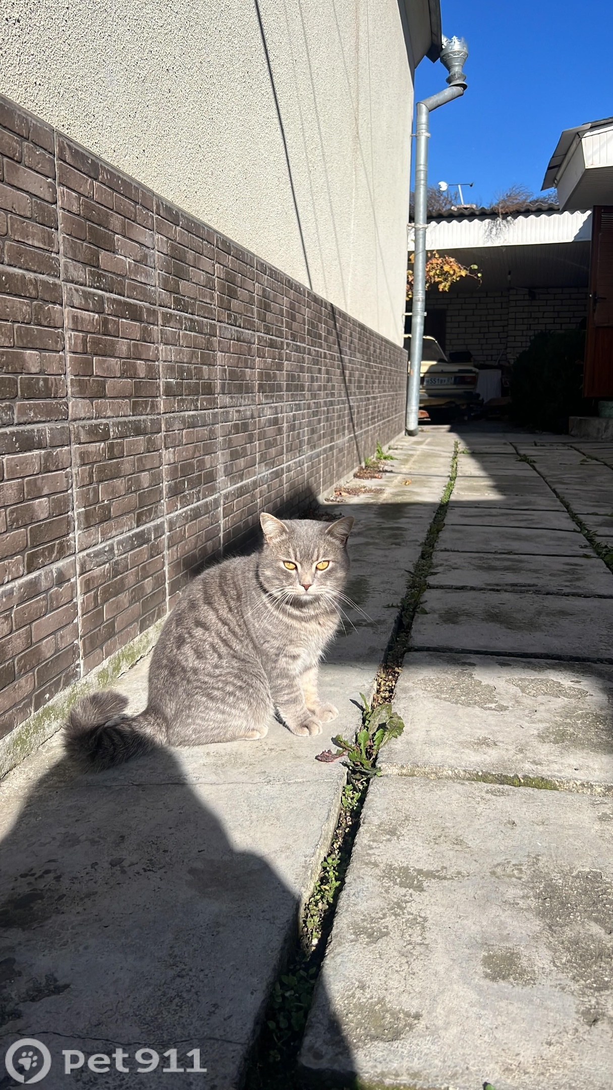 Найдена кошка в Нальчике — фото объявления