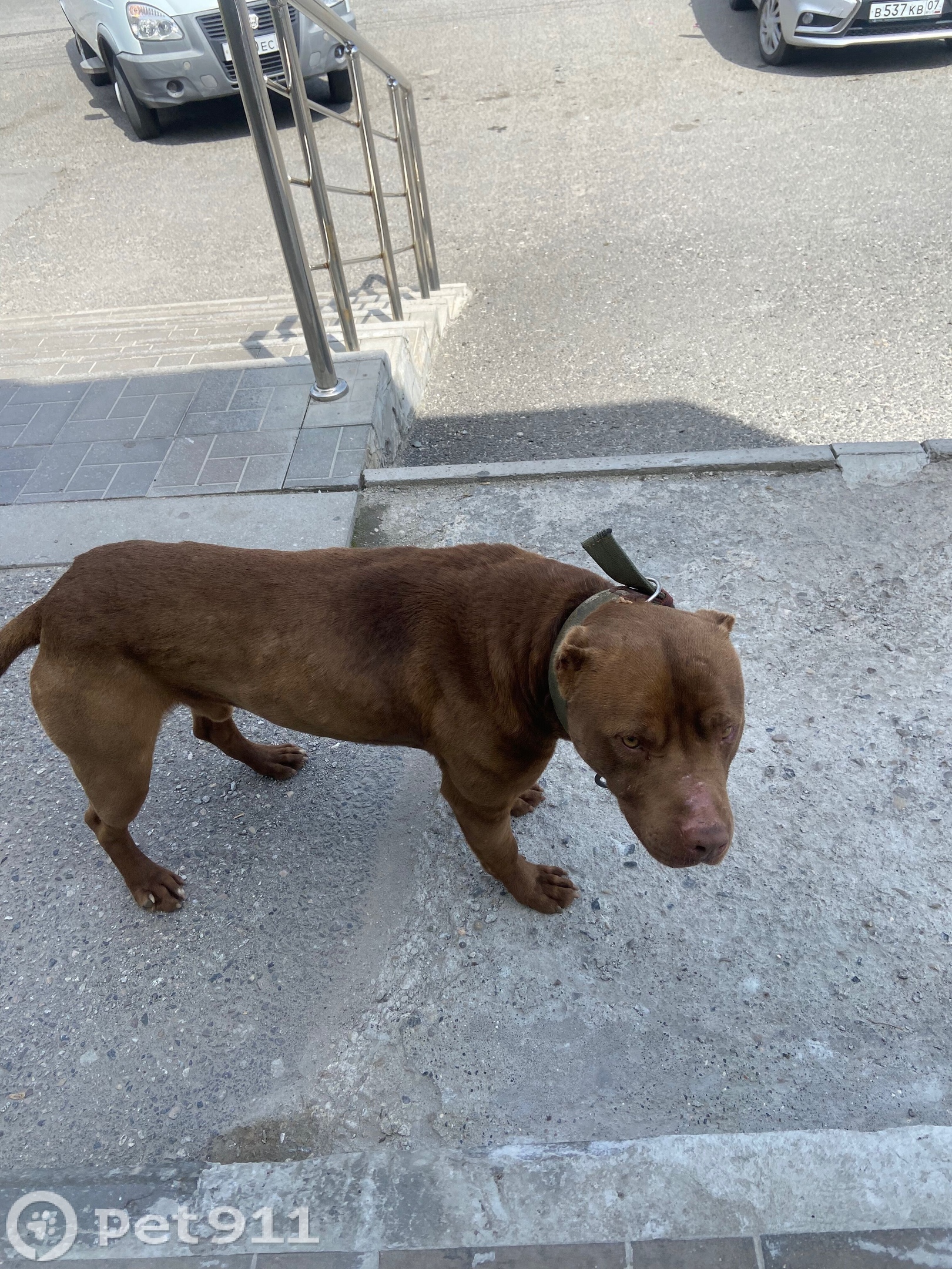 Найдена собака в Нальчике — фото объявления