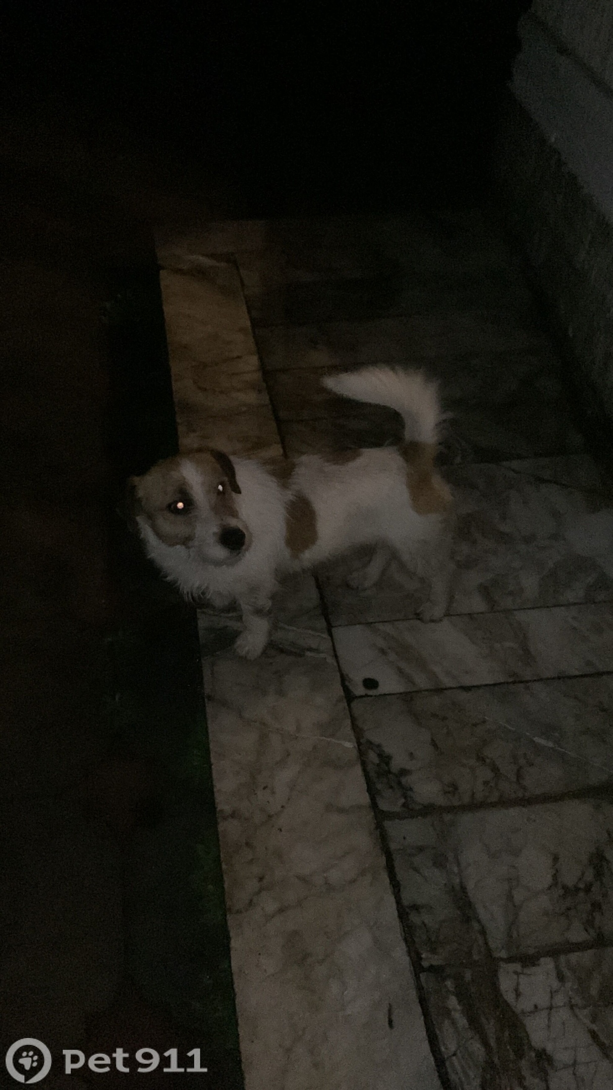 Найдена собака в Нальчике — фото объявления