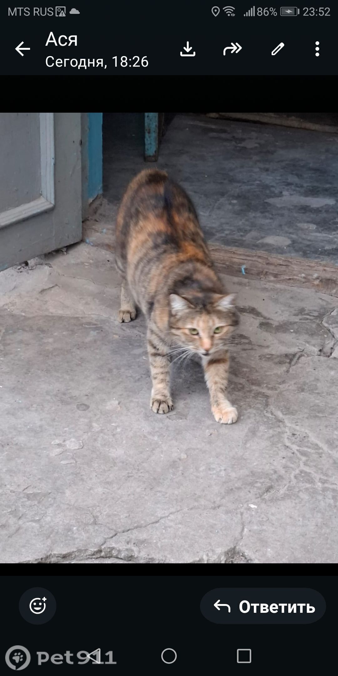 Найдена кошка в Нальчике — фото объявления