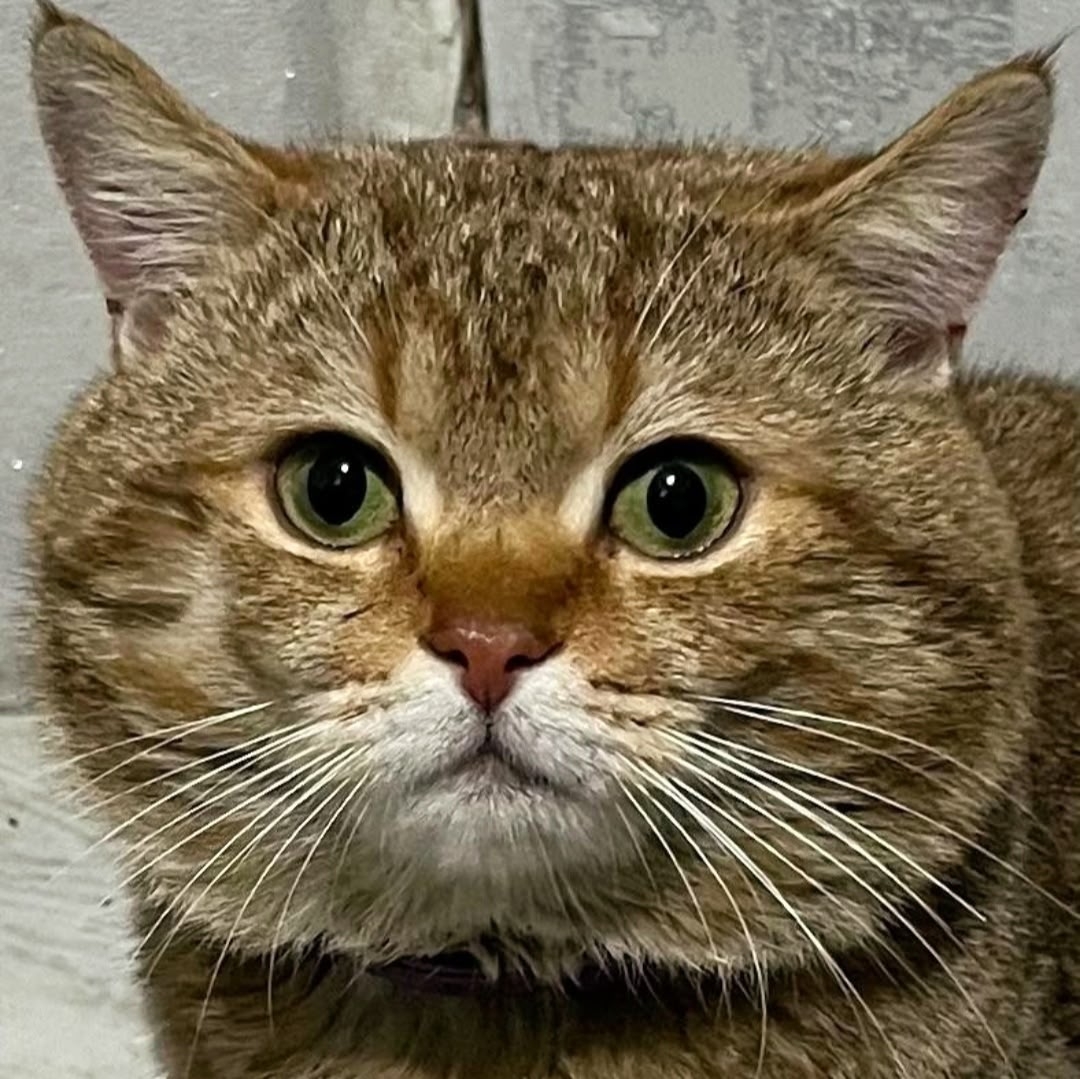 Найдена кошка в Нальчике — фото объявления