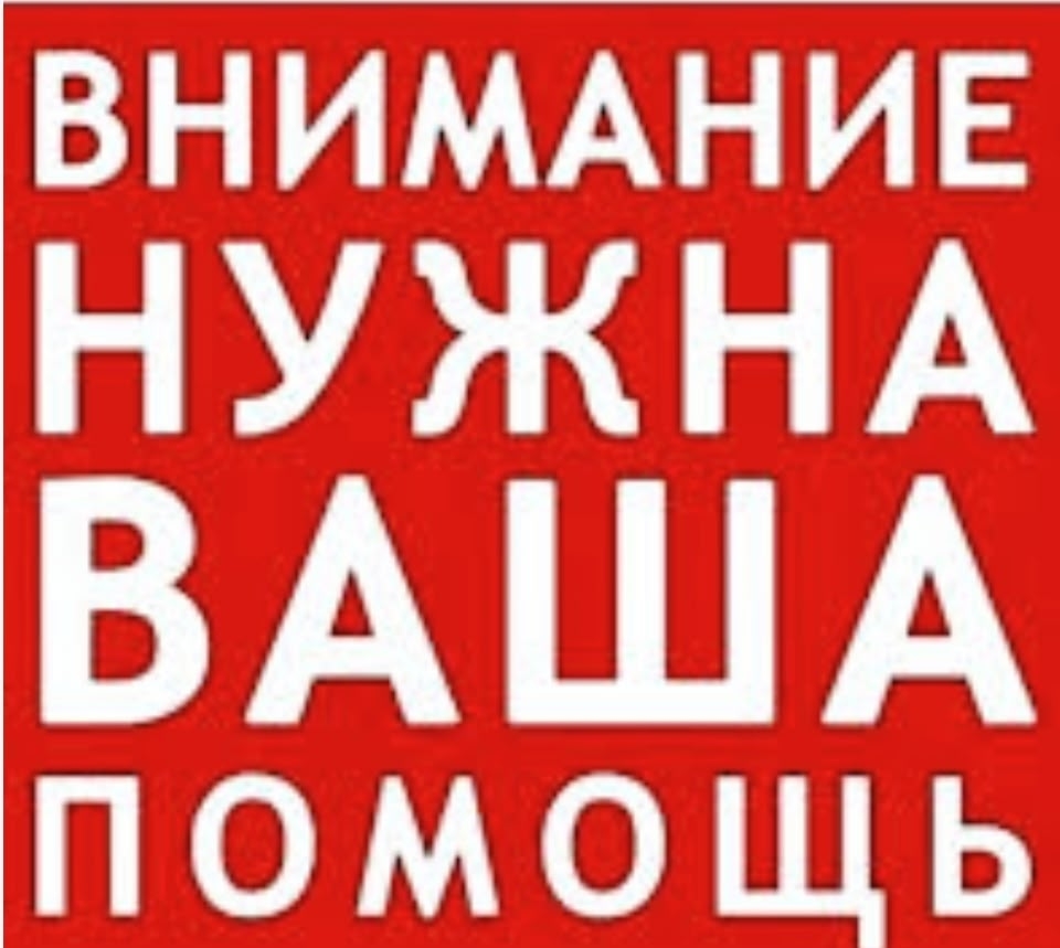 Найдена кошка в Нальчике — фото объявления