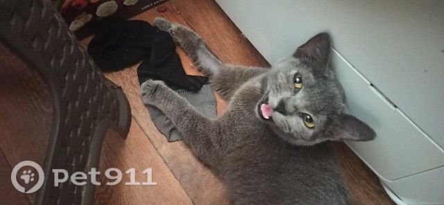 Найденная кошка в Нальчике Найдена кошка в Нальчике — фото объявления