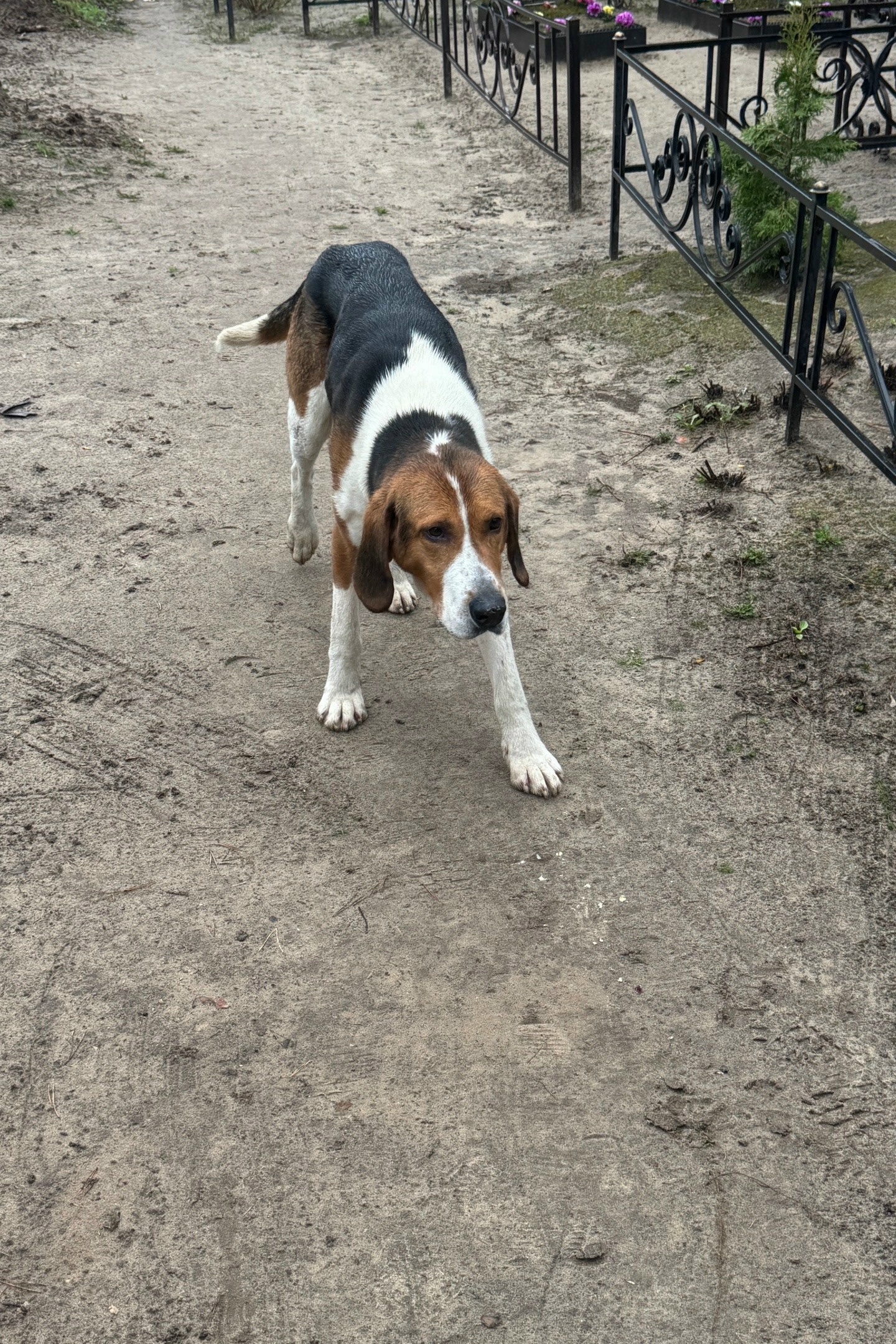 Объявление о питомце в Тамбове — Добрый день, в с. Атманов угол на кладбище бегает кабель . Возможно у кого-то убежал . Видно…