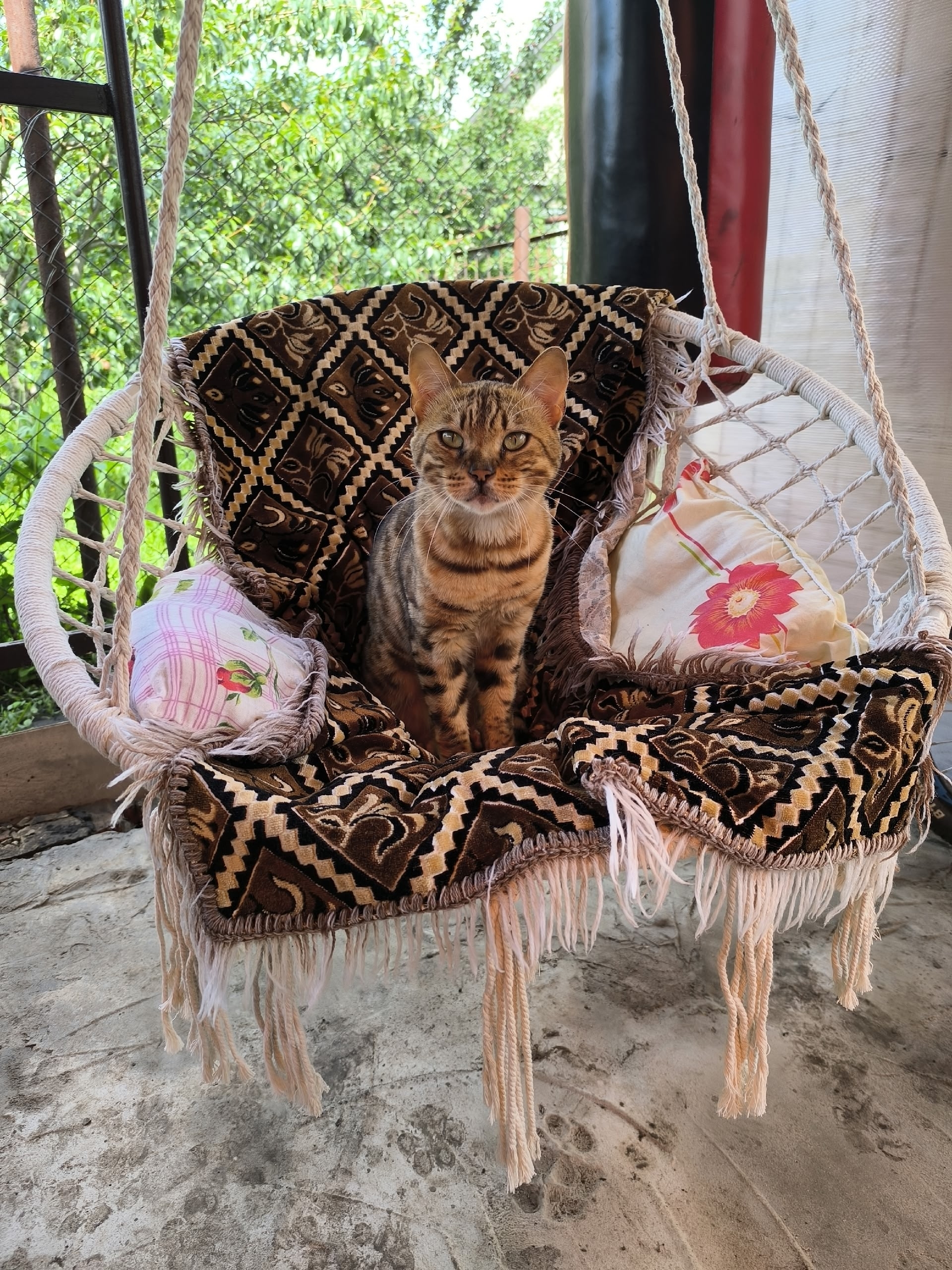 Пропала кошка в Тамбове — фото объявления