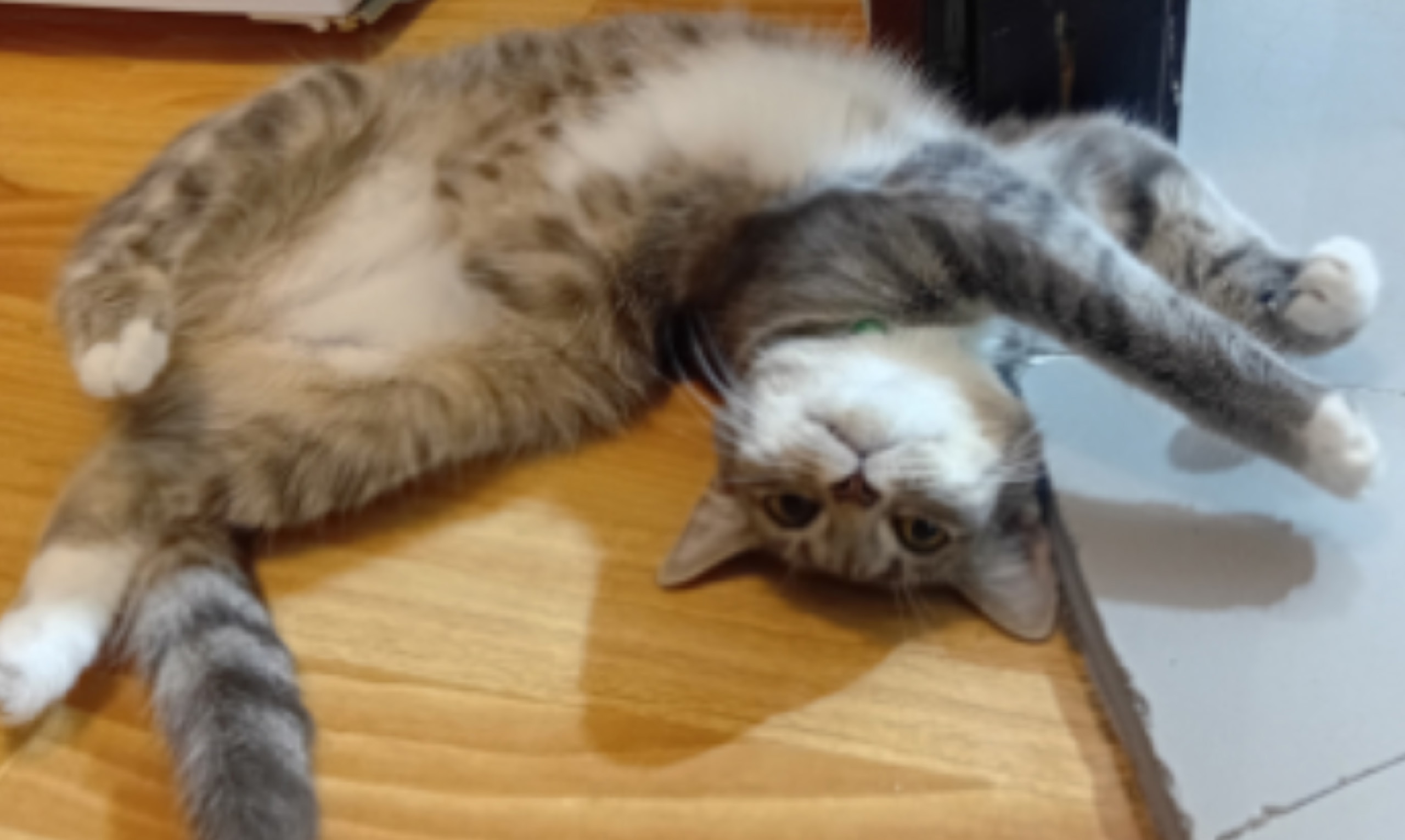 Найдена кошка в Тамбове — фото объявления