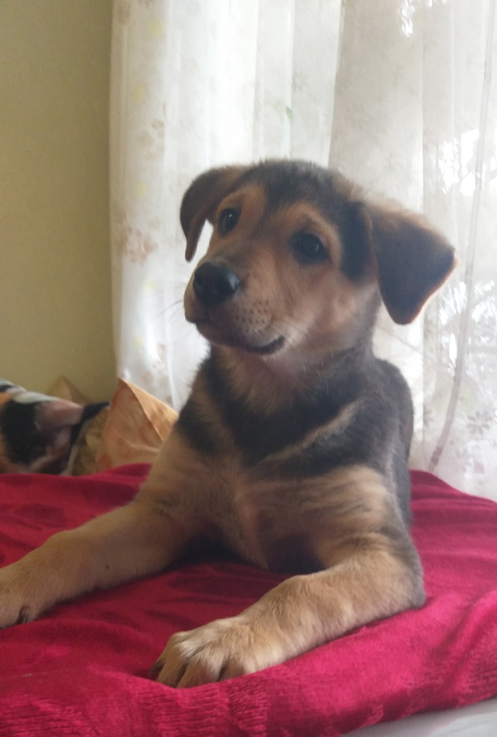 Найдена собака в Тамбове — фото объявления