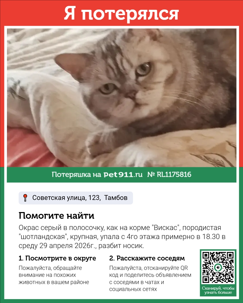 Найдена кошка в Тамбове — фото объявления