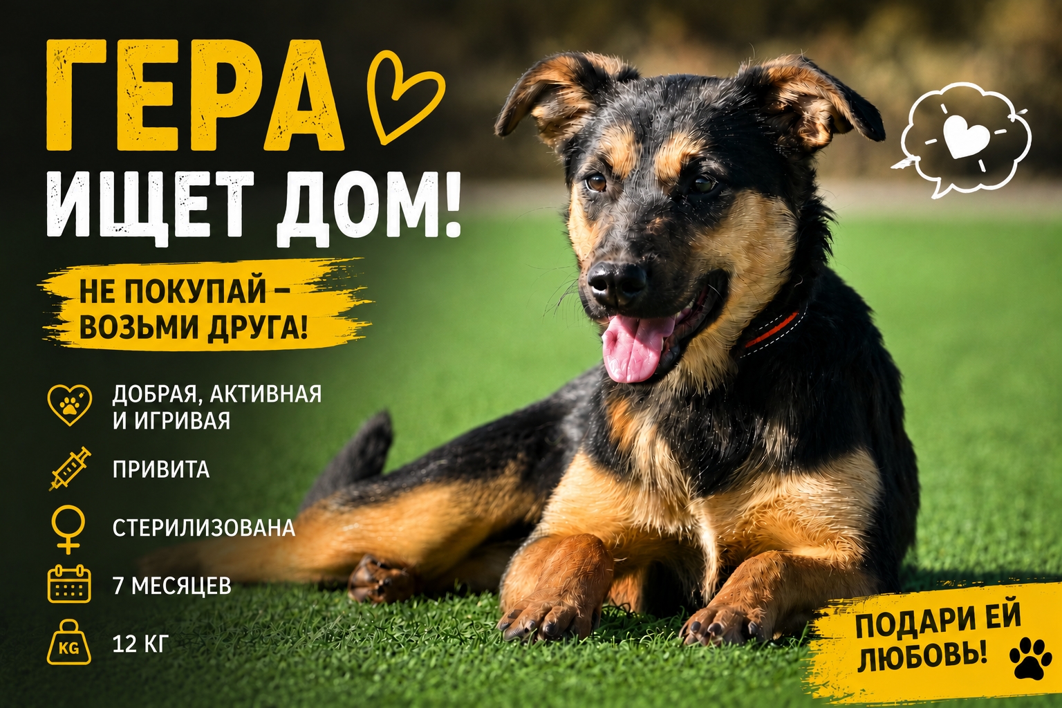 Найдена собака в Тамбове — фото объявления