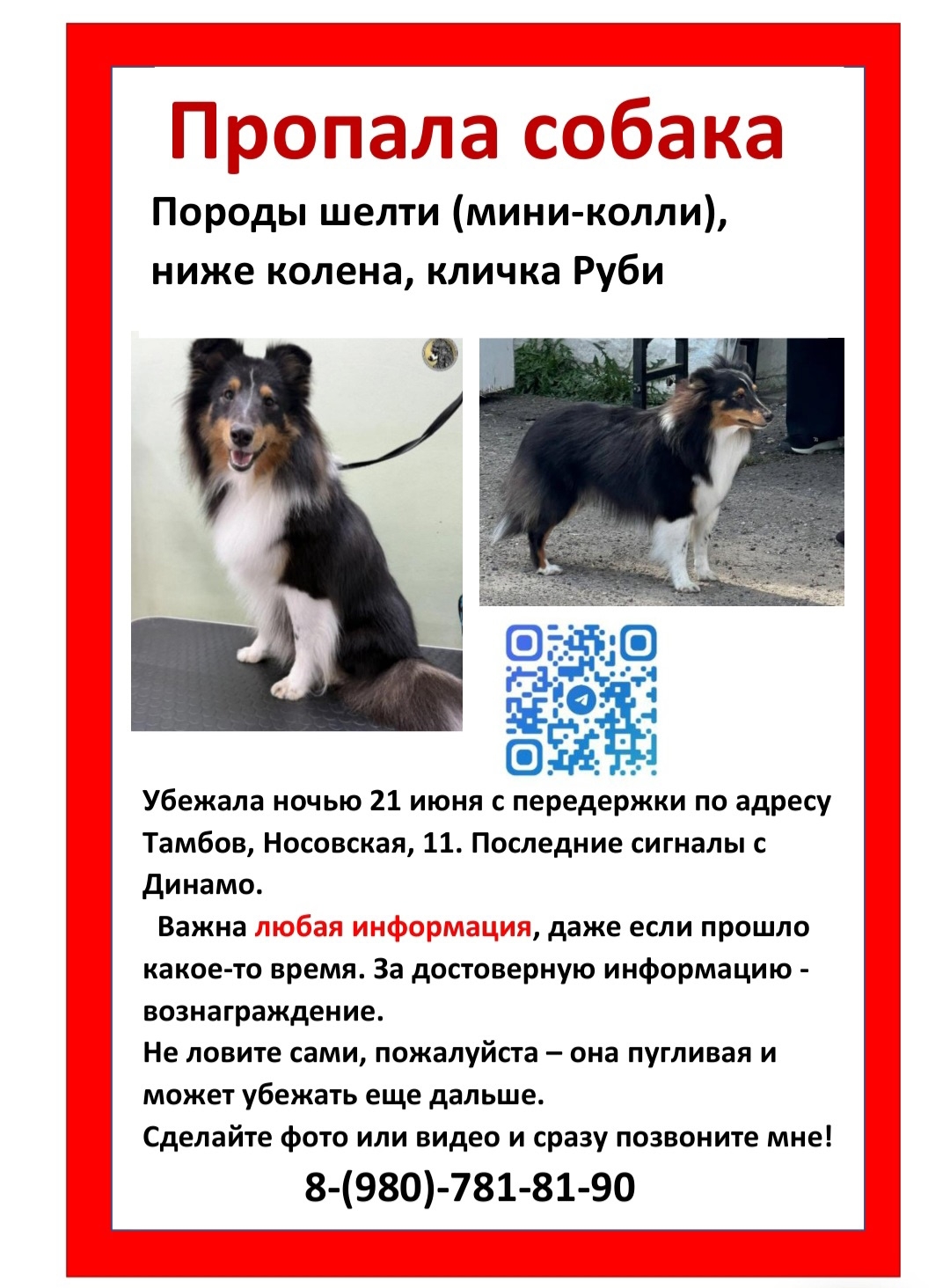 Найдена собака в Тамбове — фото объявления