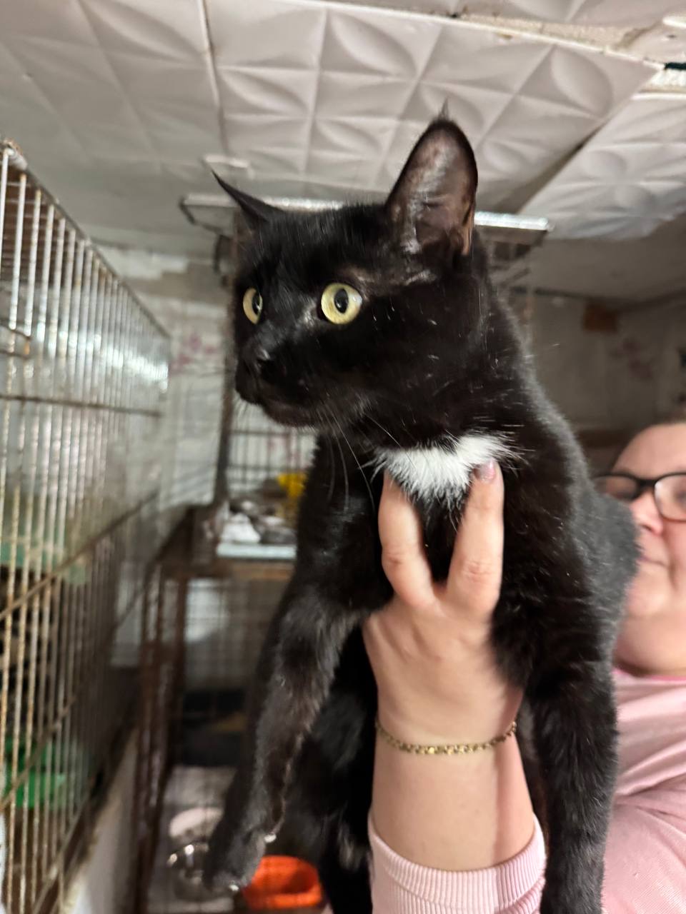 Пропала кошка в Новороссийске — фото объявления