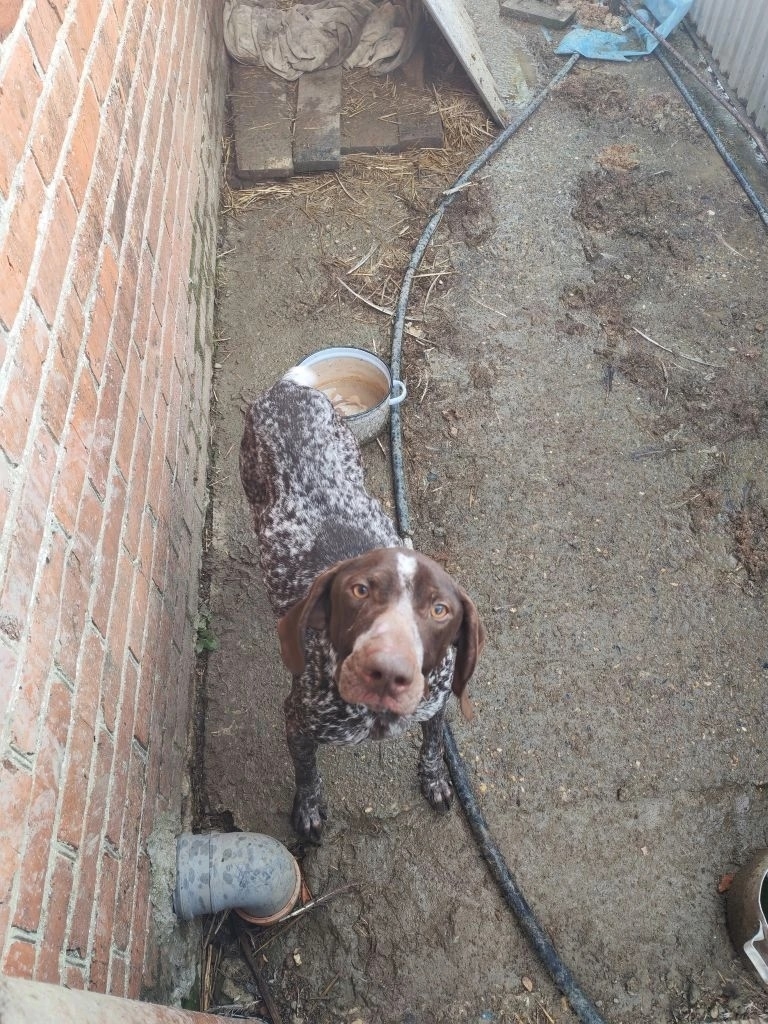 Найдена собака в Новороссийске — фото объявления