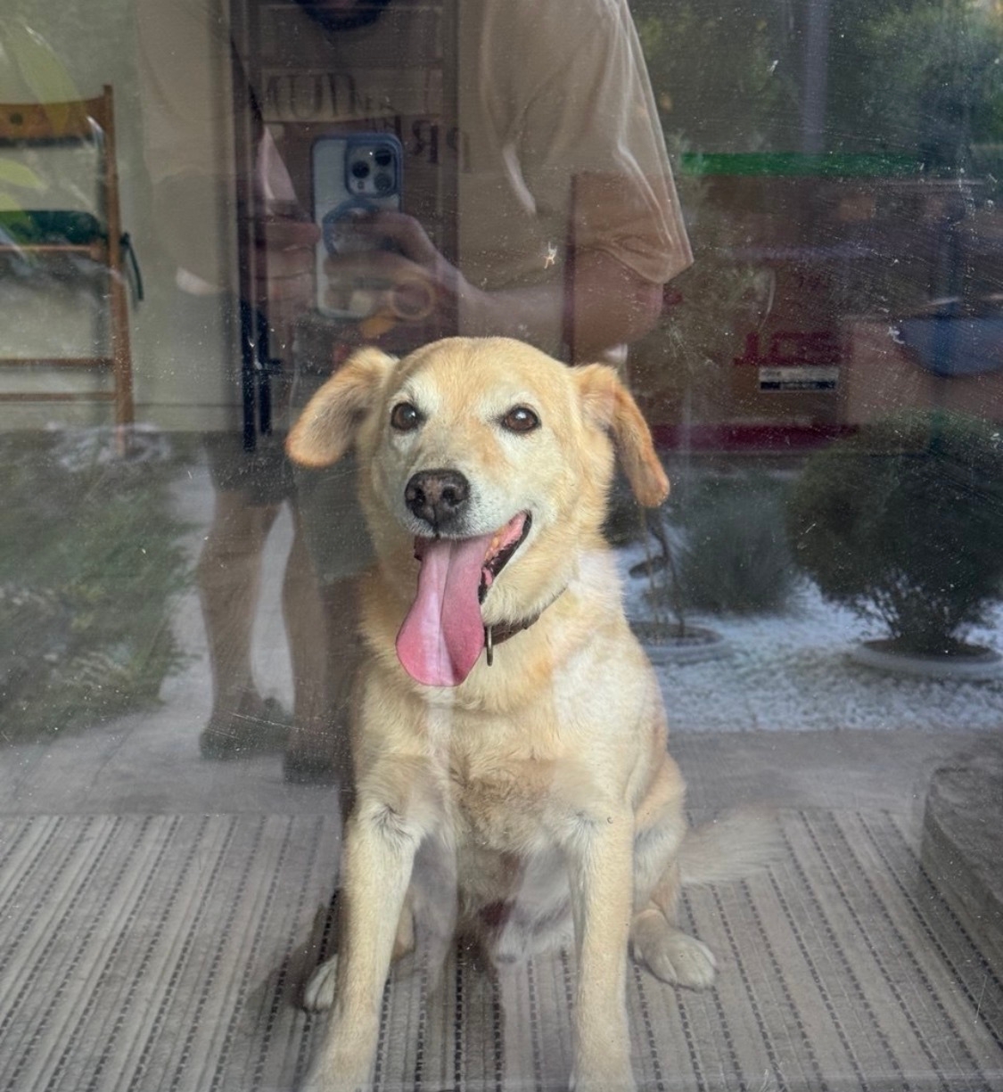 Объявление о питомце в Новороссийске — фото объявления