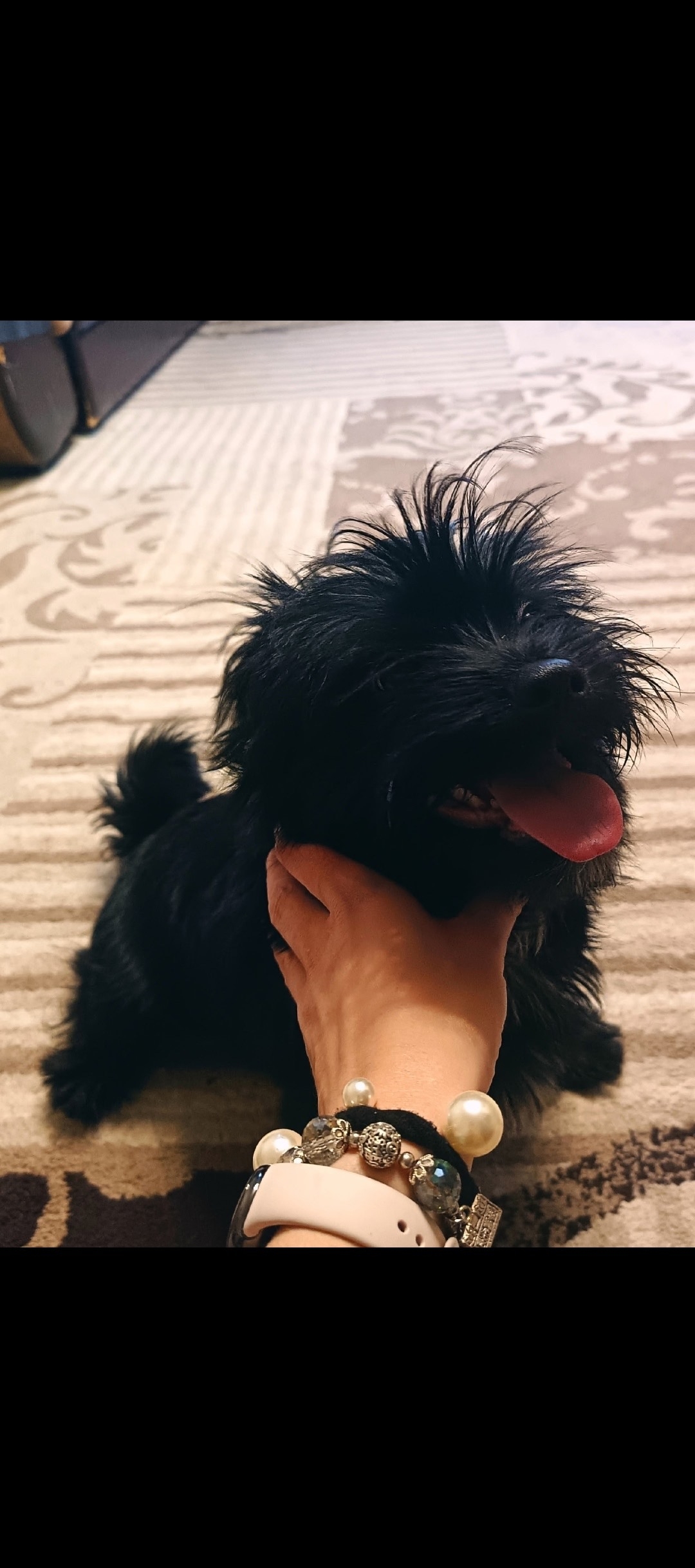 Пропала собака в Костроме — фото объявления