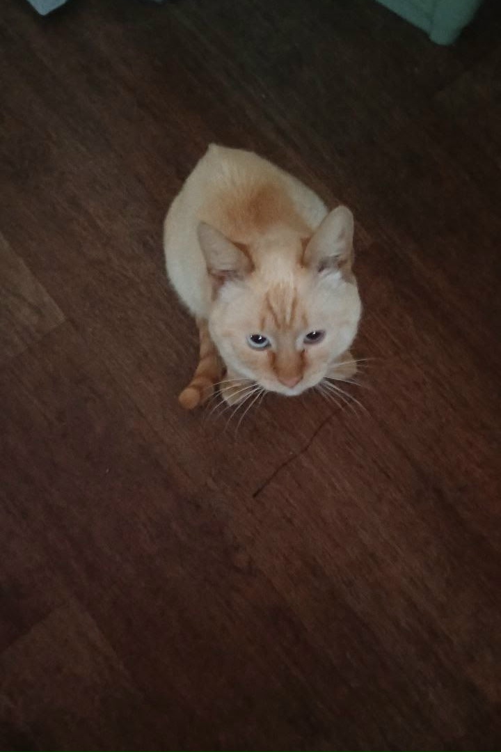 Пропала кошка в Костроме — фото объявления