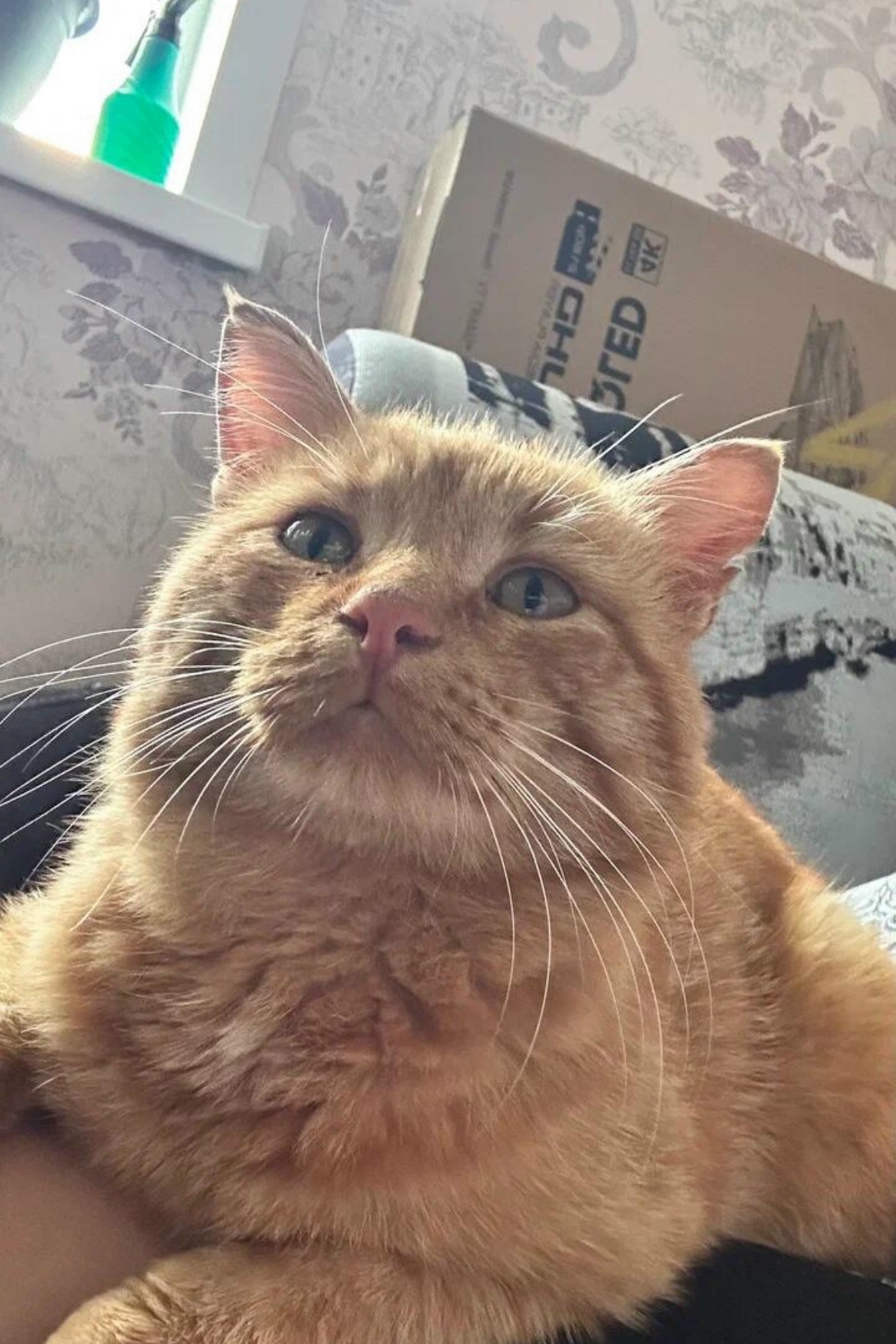 Пропала кошка в Костроме — фото объявления