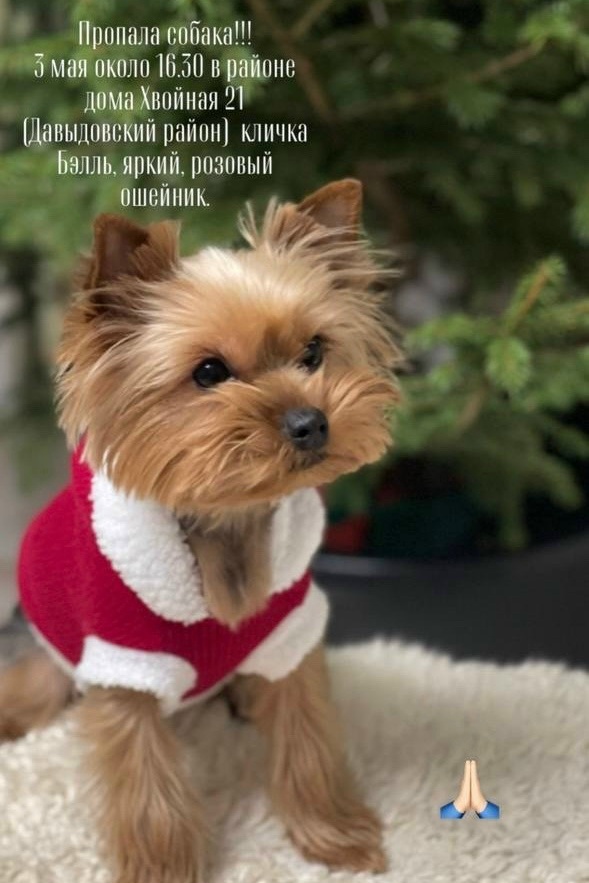 Найдена собака в Костроме — фото объявления